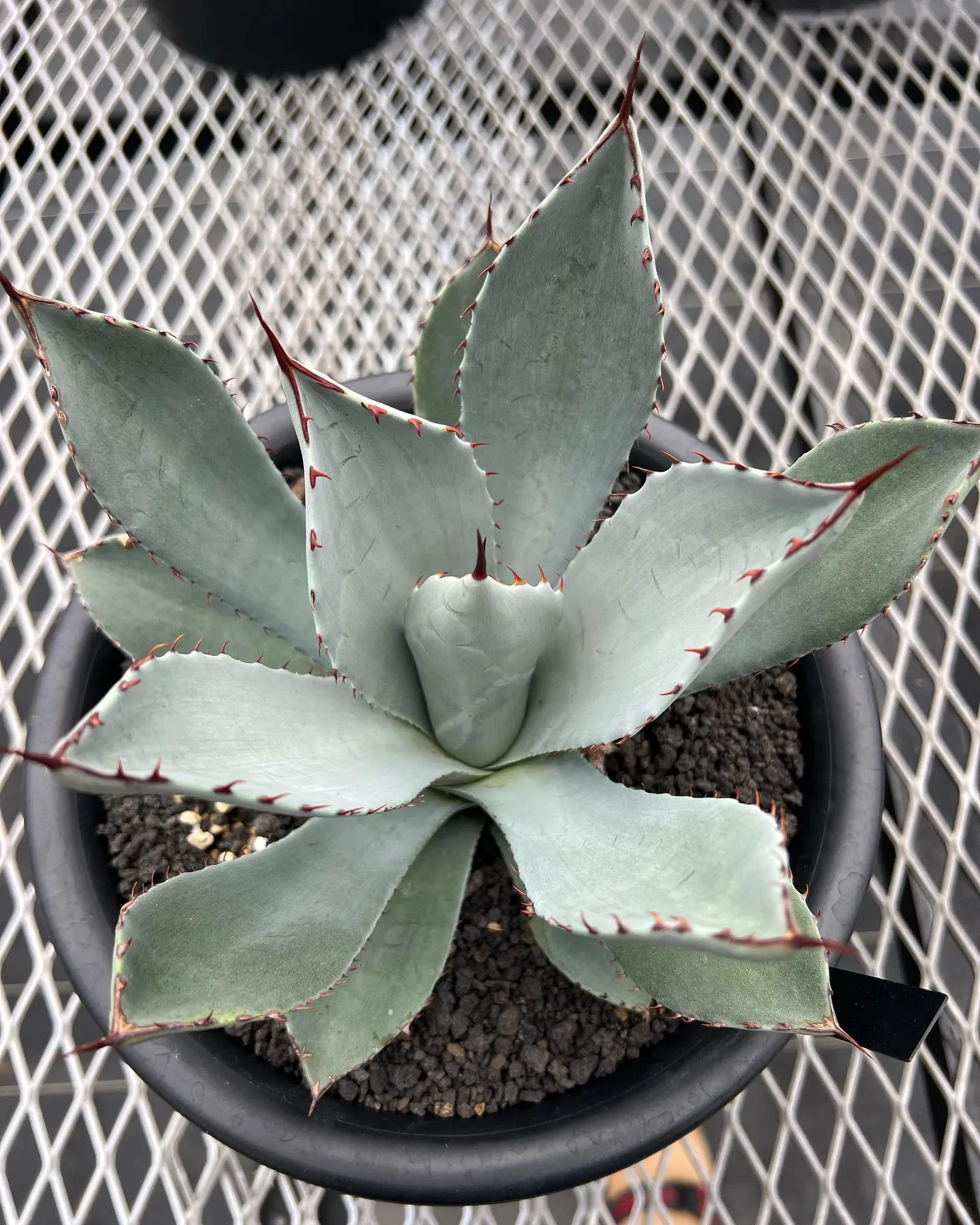 Parryi truncata x Guadalajaran...