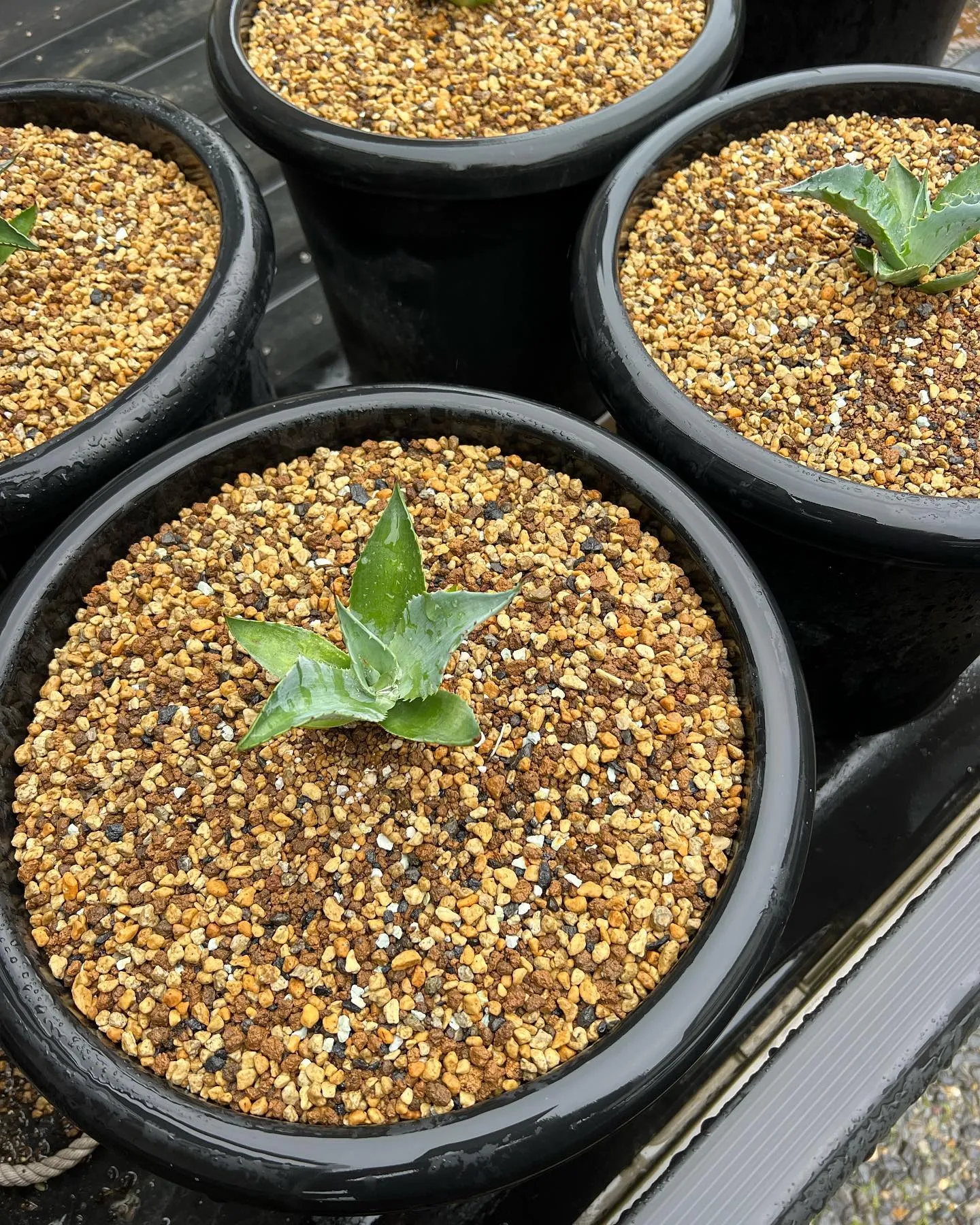 本日も朝から多数のご来店ありがとうございます。