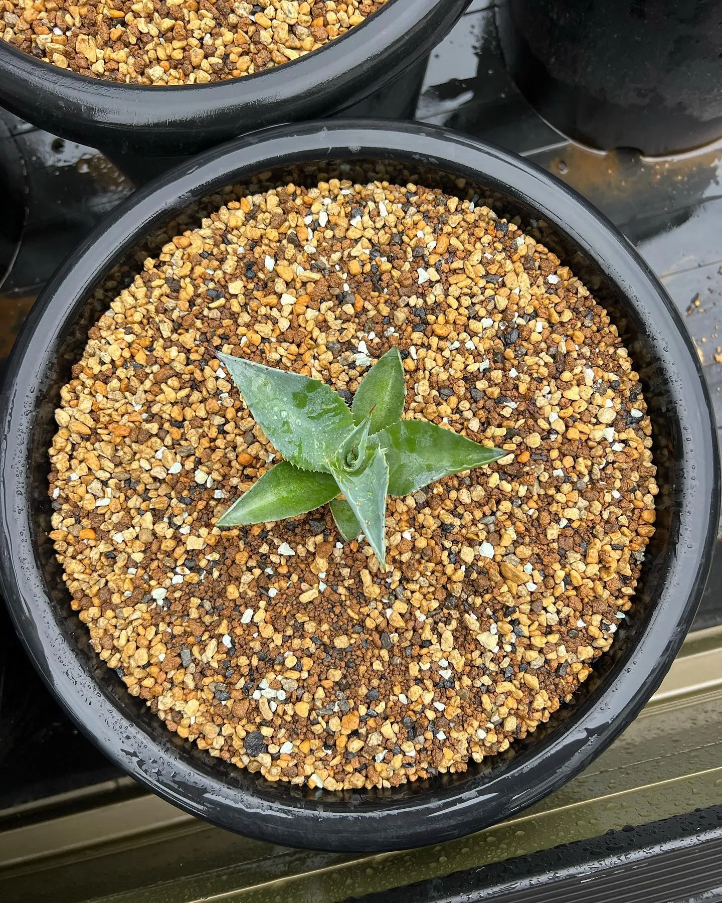 本日も朝から多数のご来店ありがとうございます。