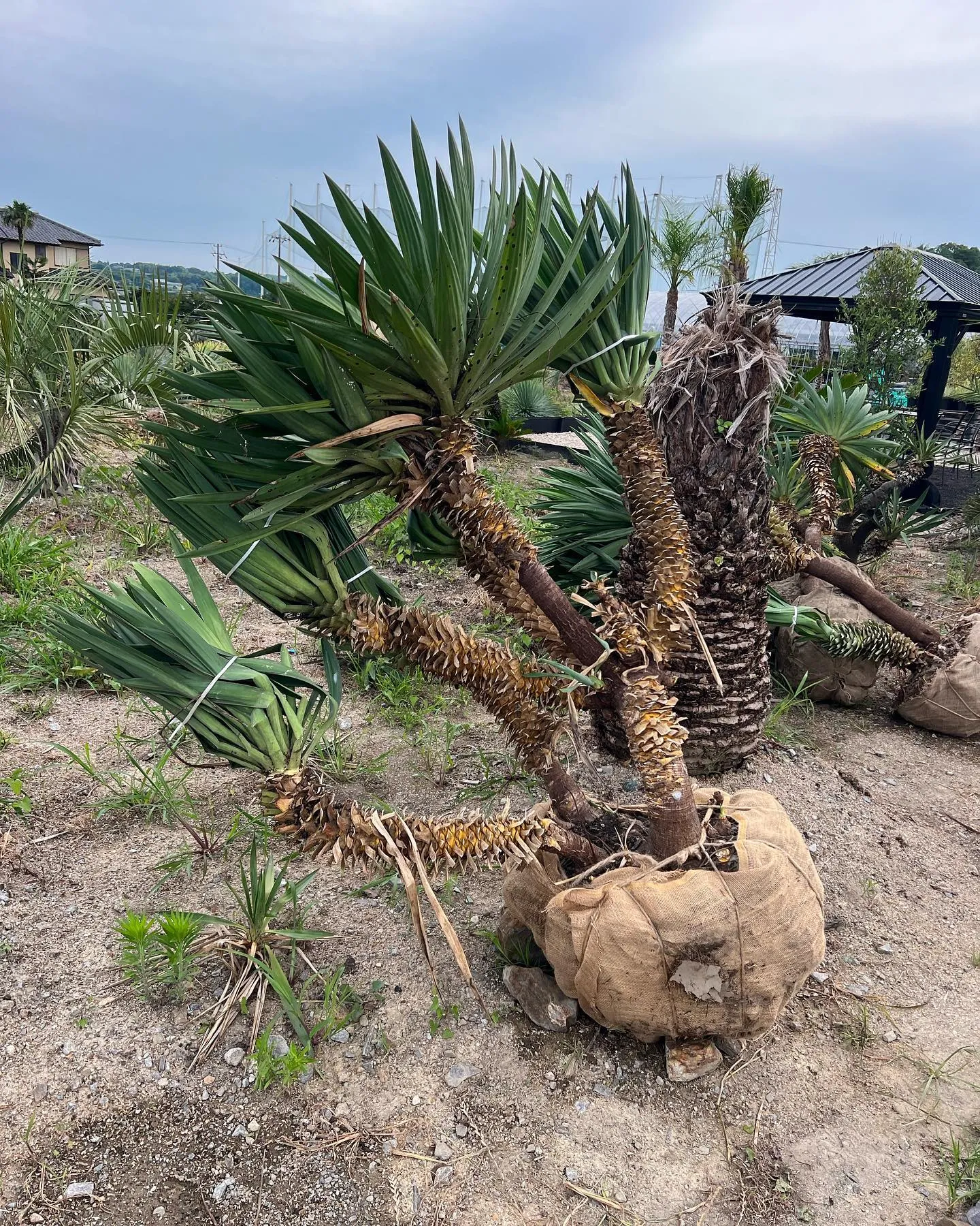 さて本日も17時まで営業です。