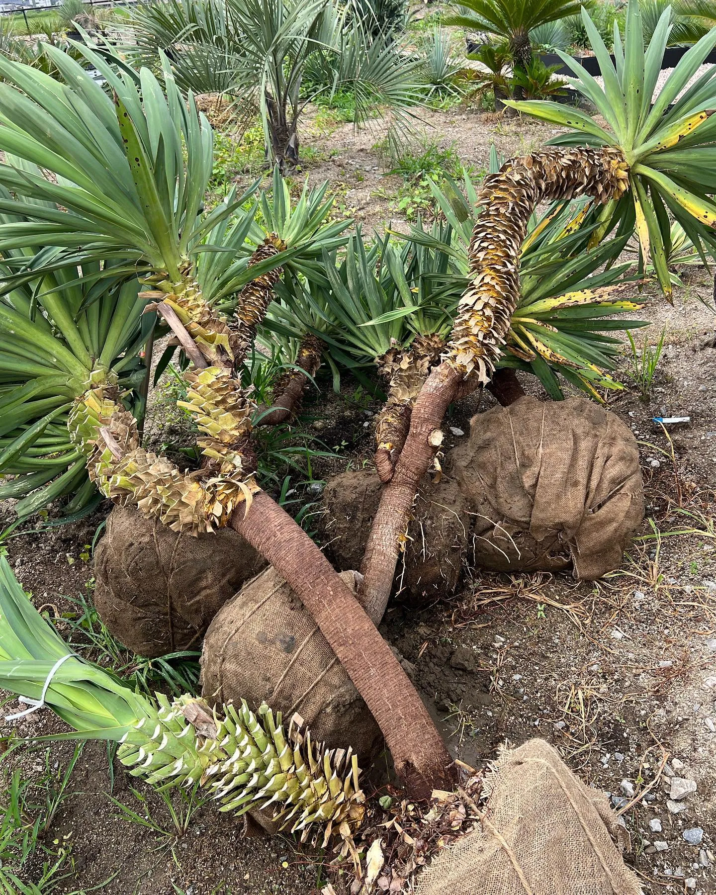 さて本日も17時まで営業です。