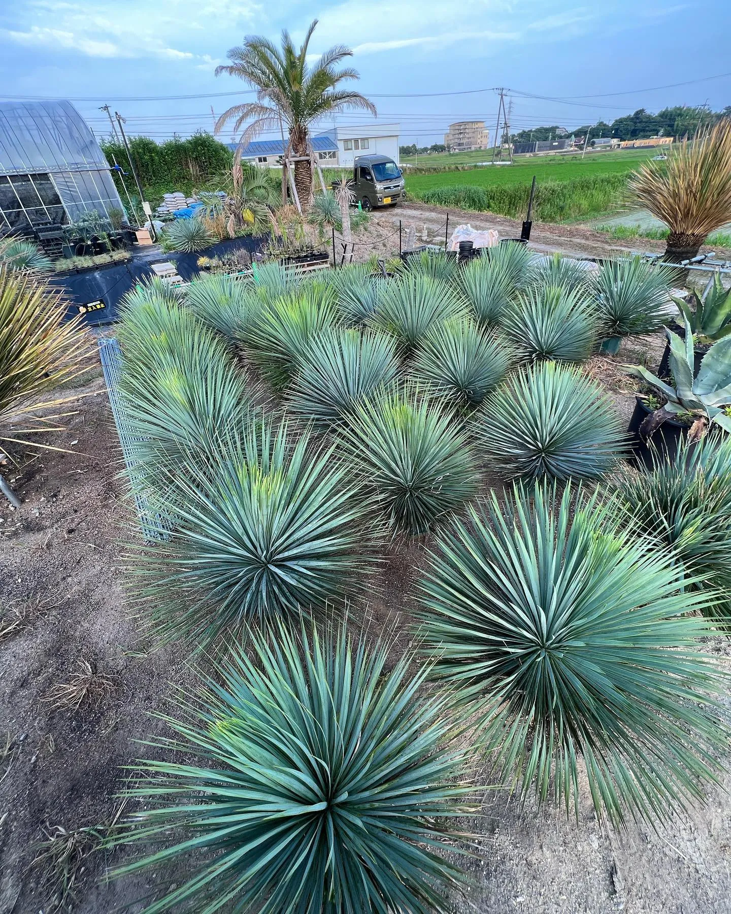 国内産ロストラータが入荷しております。