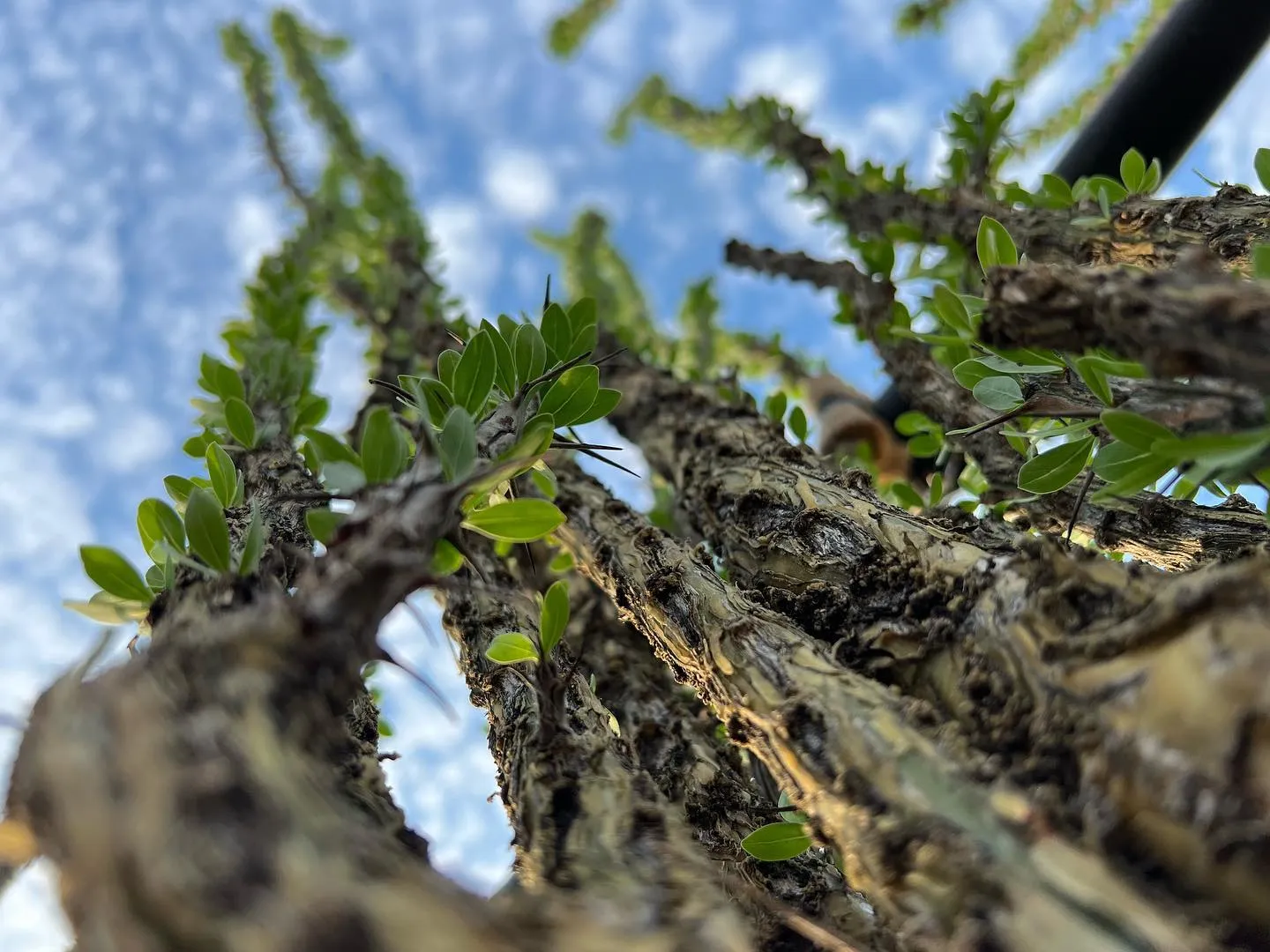 フォークイエリア　スプレンデンス
