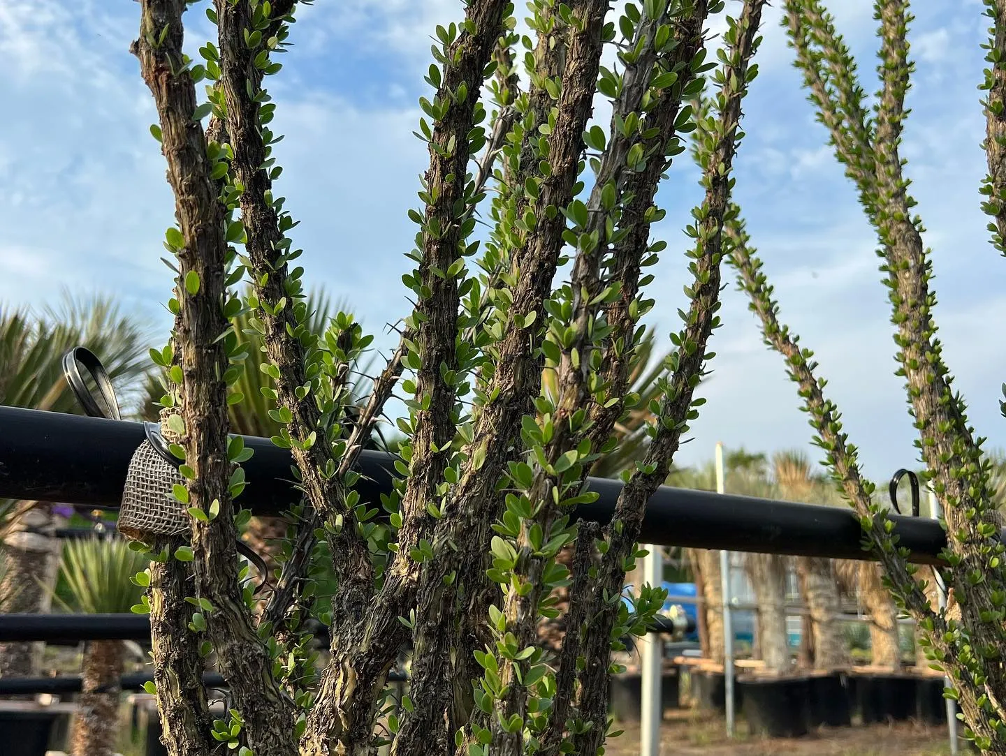 フォークイエリア　スプレンデンス