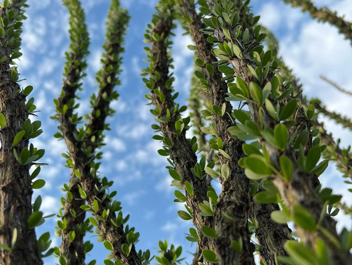 フォークイエリア　スプレンデンス