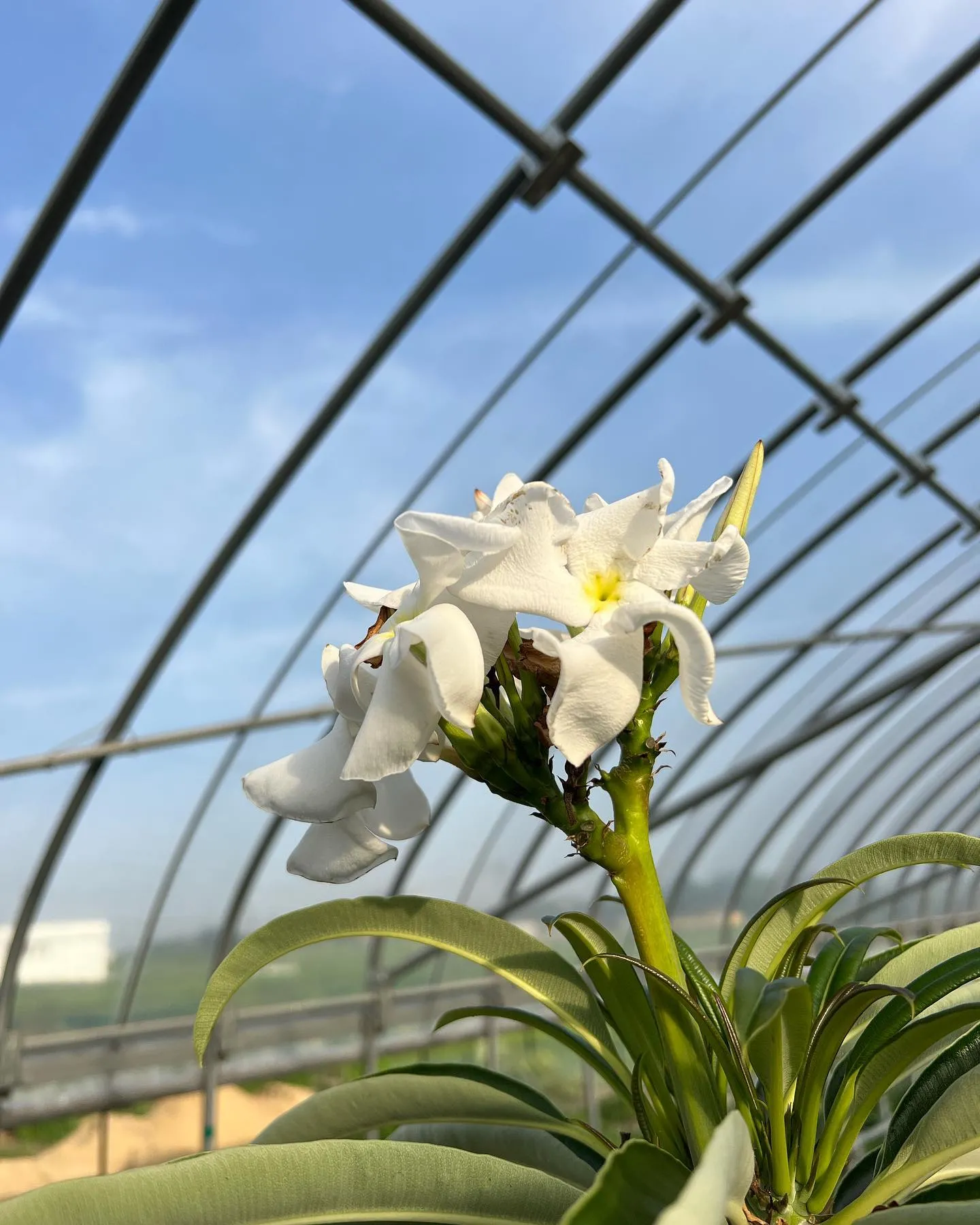 パキポディウム　ラメリーの花がここ数週間咲いております。