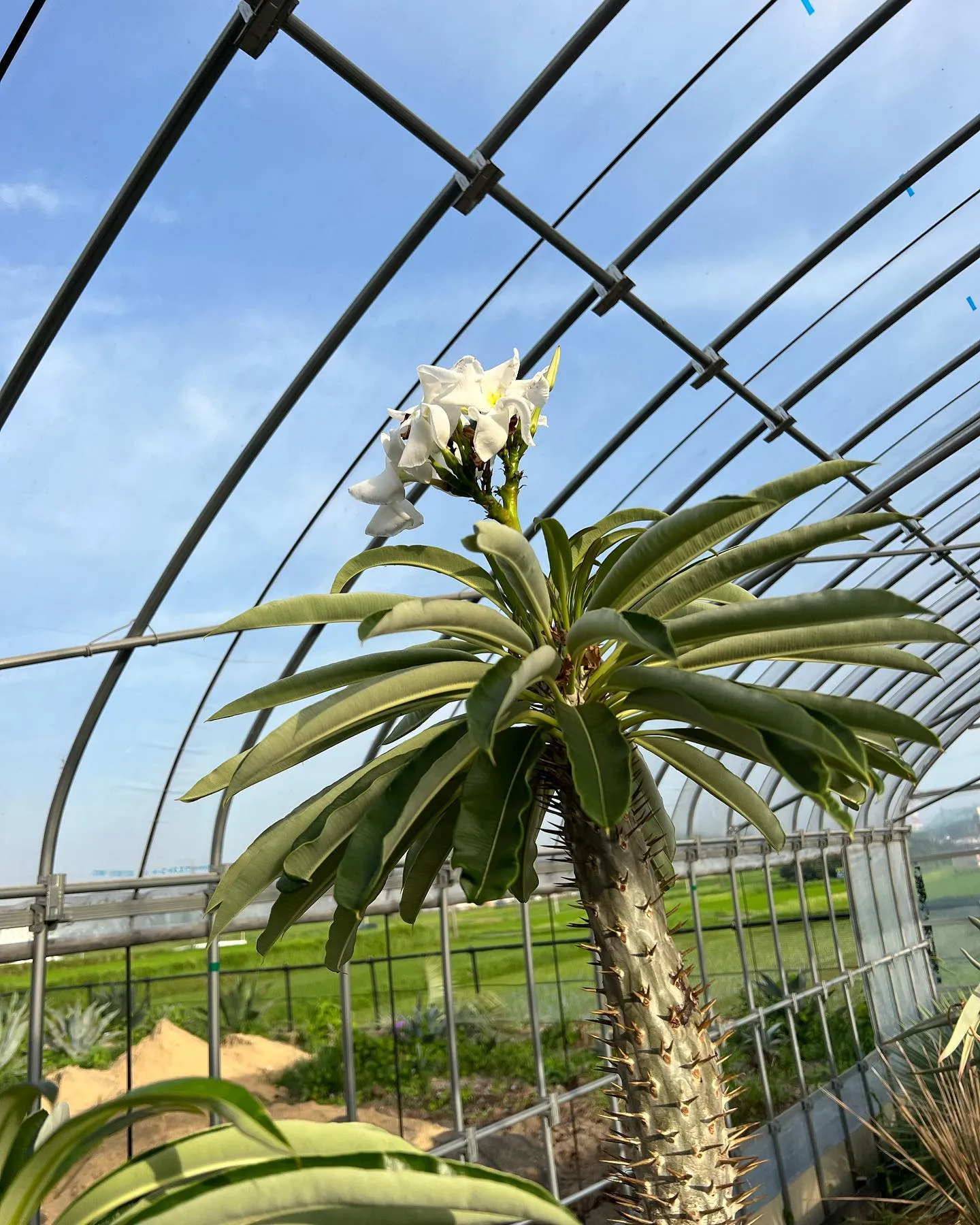 パキポディウム　ラメリーの花がここ数週間咲いております。