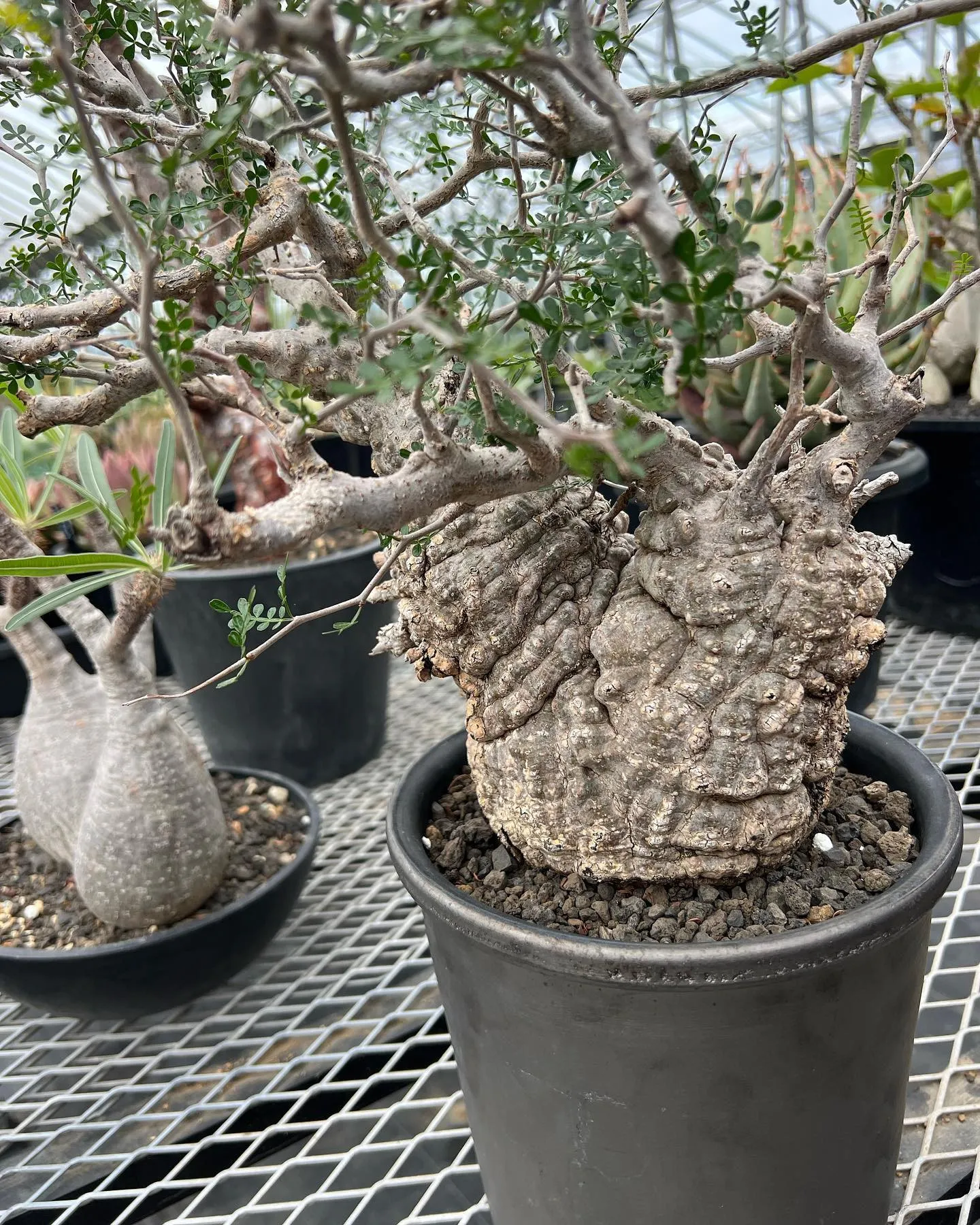 本日も営業しております。