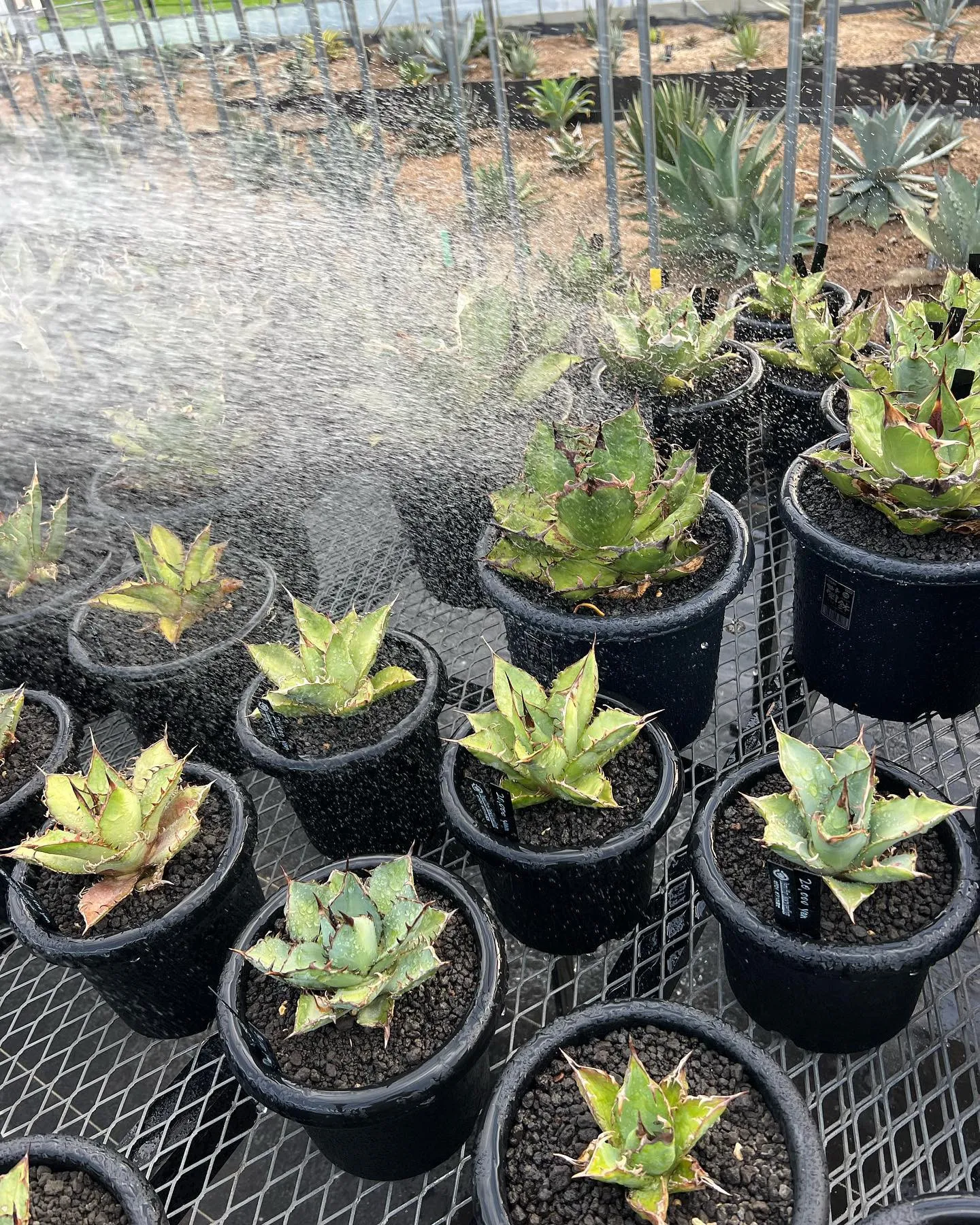 毎日の水やり。