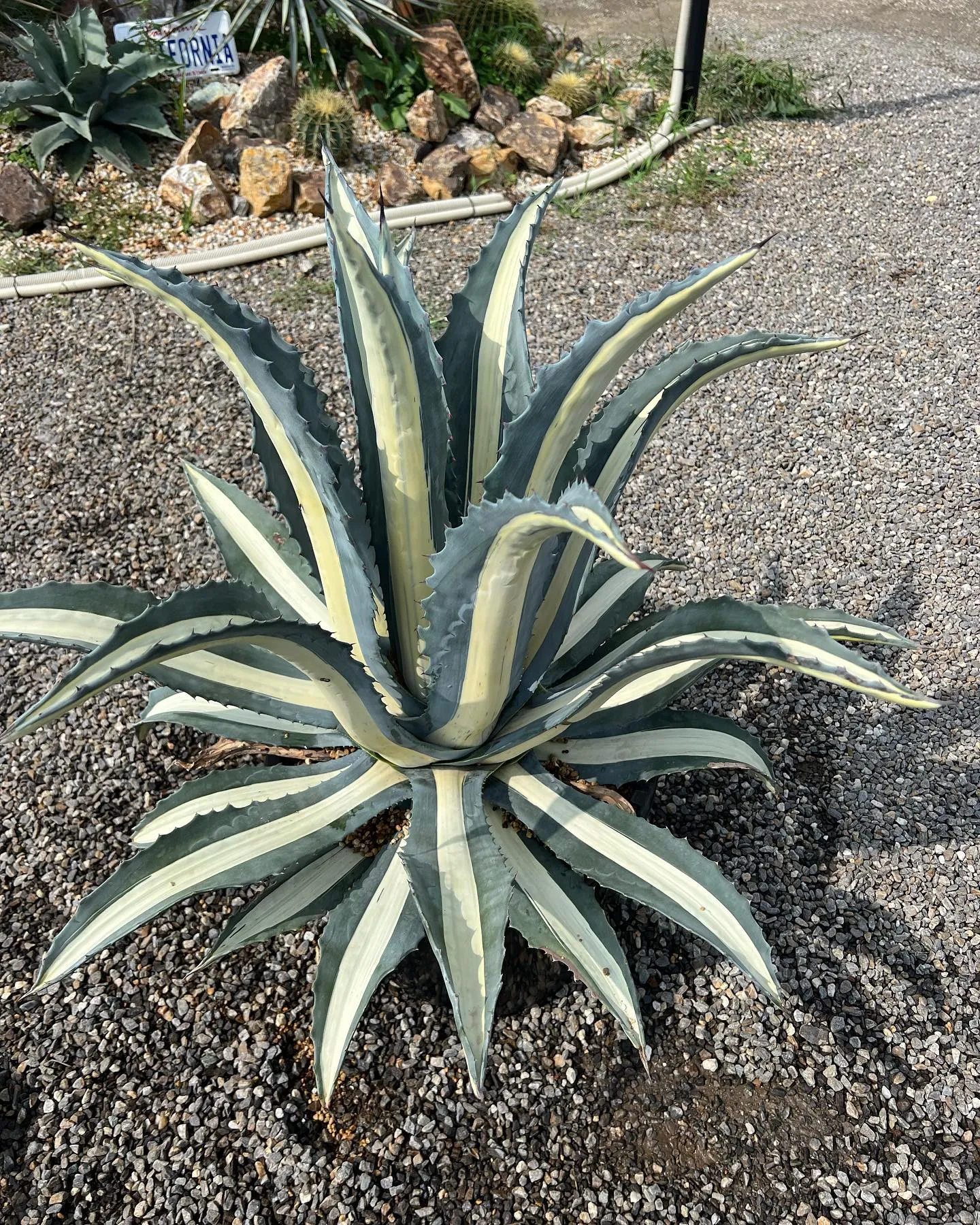 本日も暑い中、沢山のご来店ありがとうございました🙇‍♂️