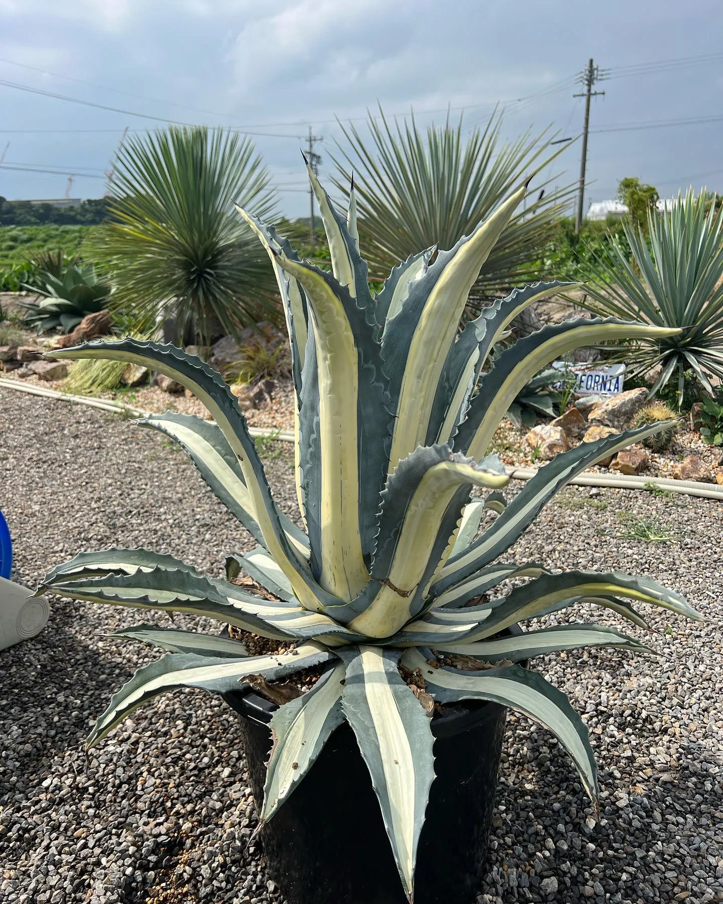 本日も暑い中、沢山のご来店ありがとうございました🙇‍♂️