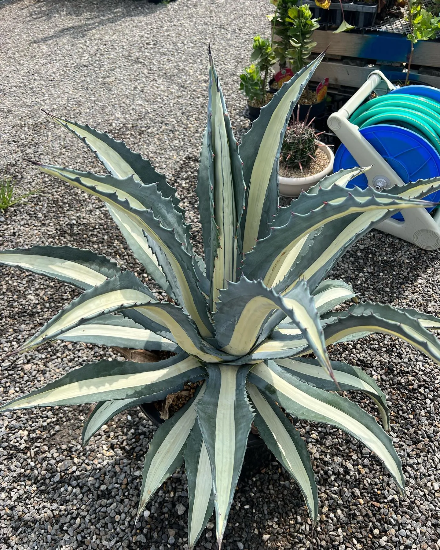 本日も暑い中、沢山のご来店ありがとうございました🙇‍♂️