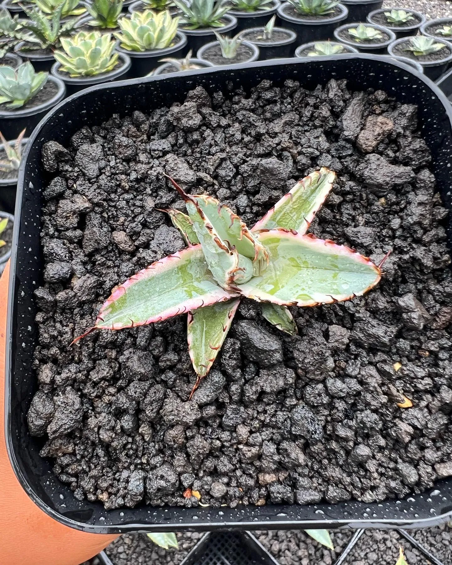 今週は色々と在庫の追加となります。