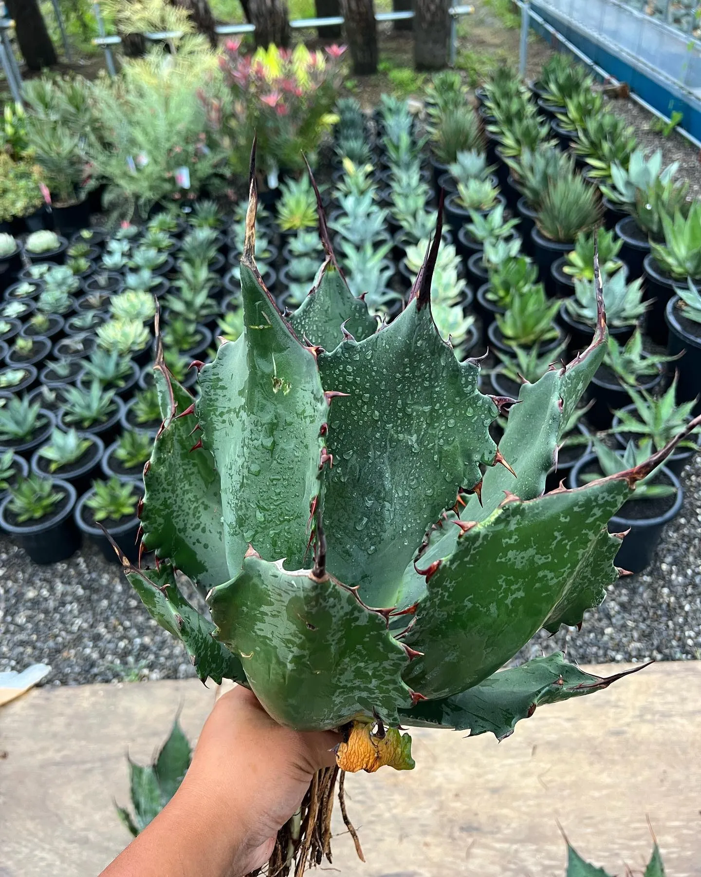 Salmiana ferox dwarf