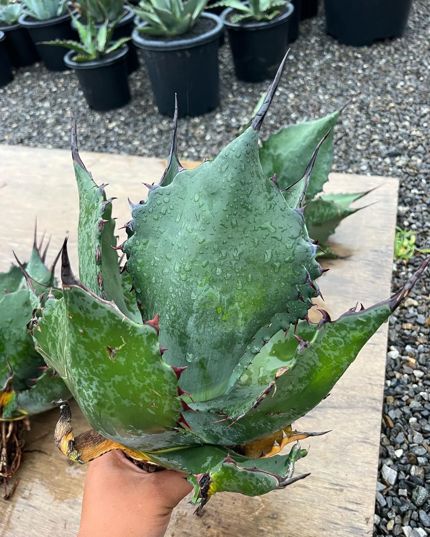 Salmiana ferox dwarf