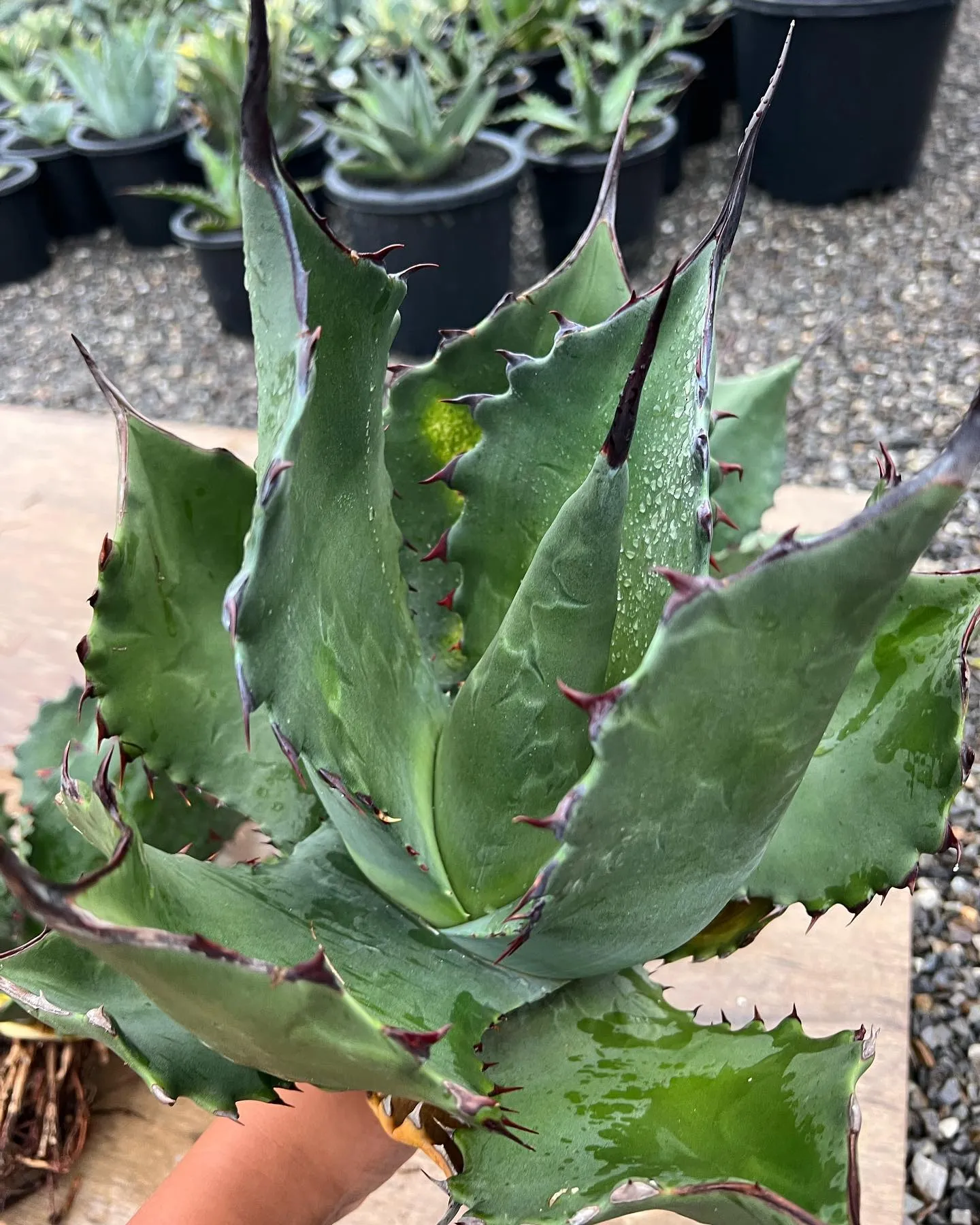 Salmiana ferox dwarf