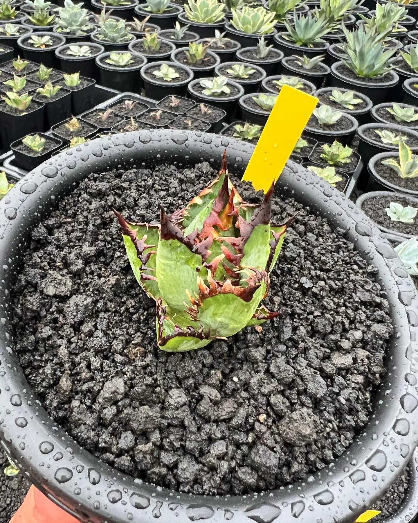 ゴリ猫もカット苗にはなりますが多数ご用意してます。