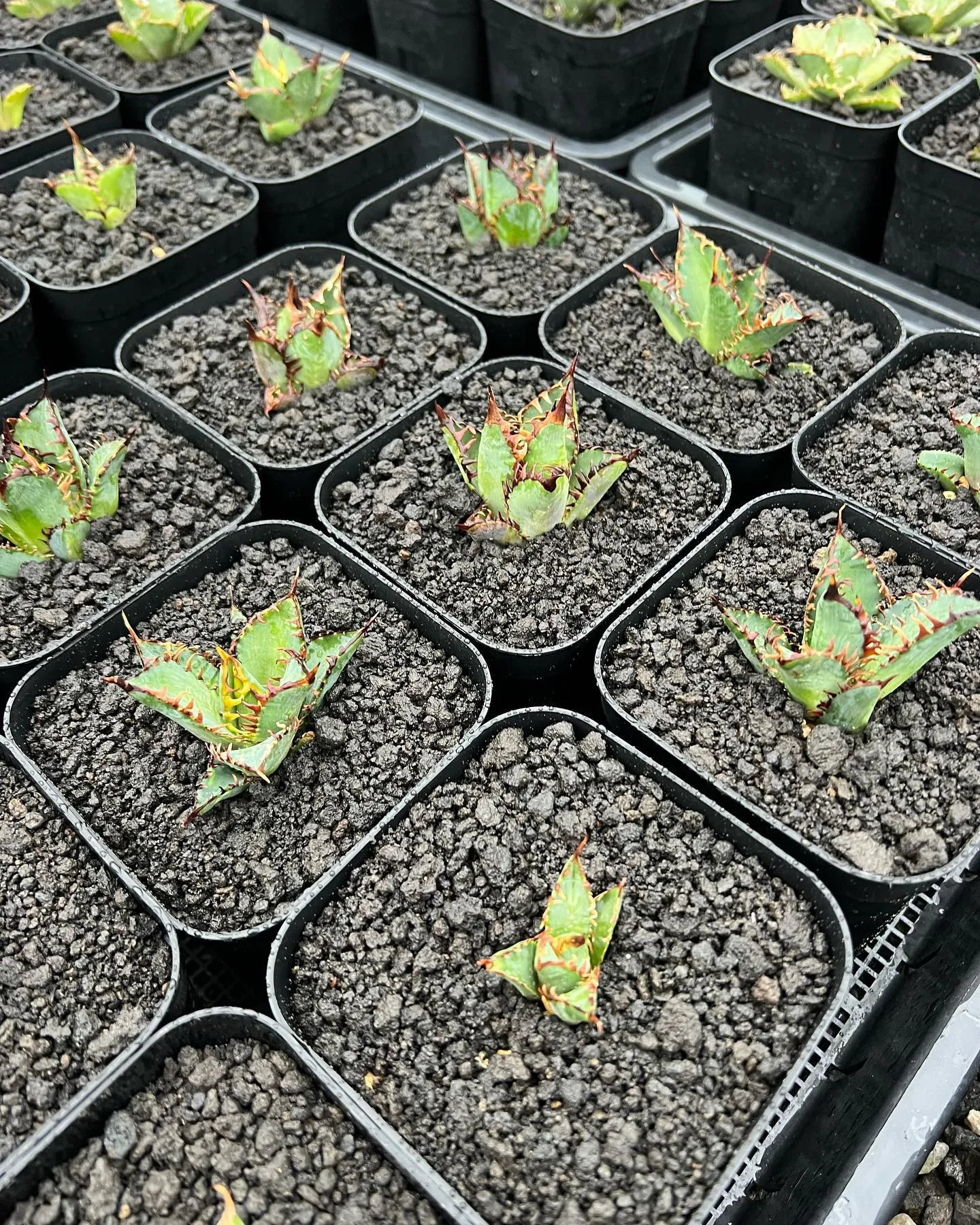 ゴリ猫もカット苗にはなりますが多数ご用意してます。