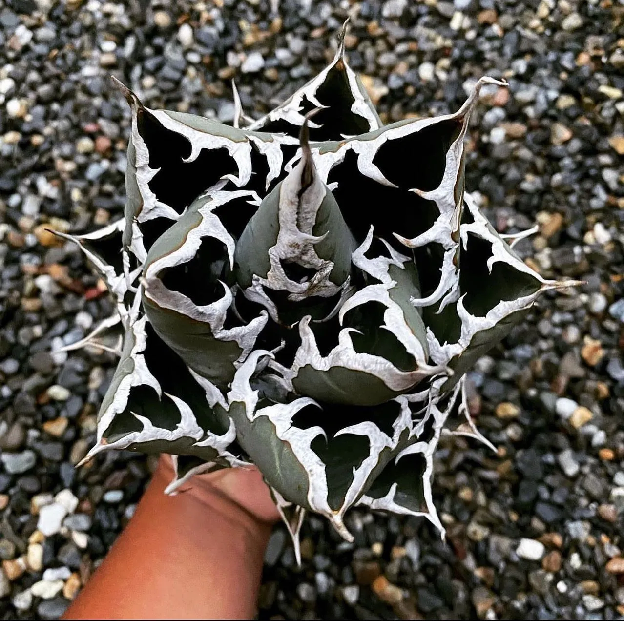 写真一枚目の子株も今週より販売します。