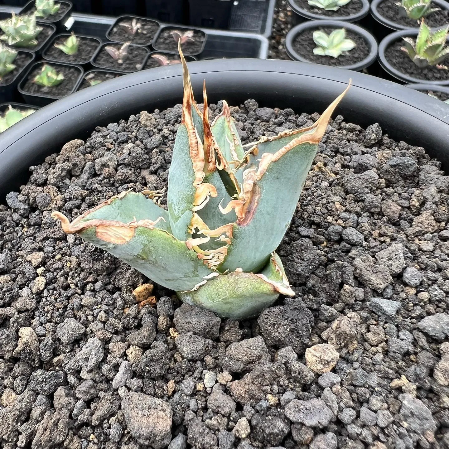 写真一枚目の子株も今週より販売します。