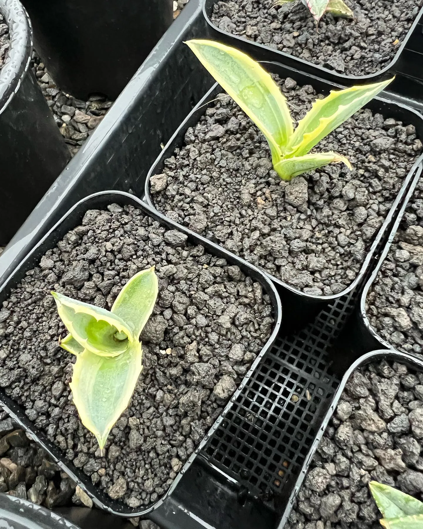 お問い合わせの多いリップルエフェクトも二株のみですが明日より...