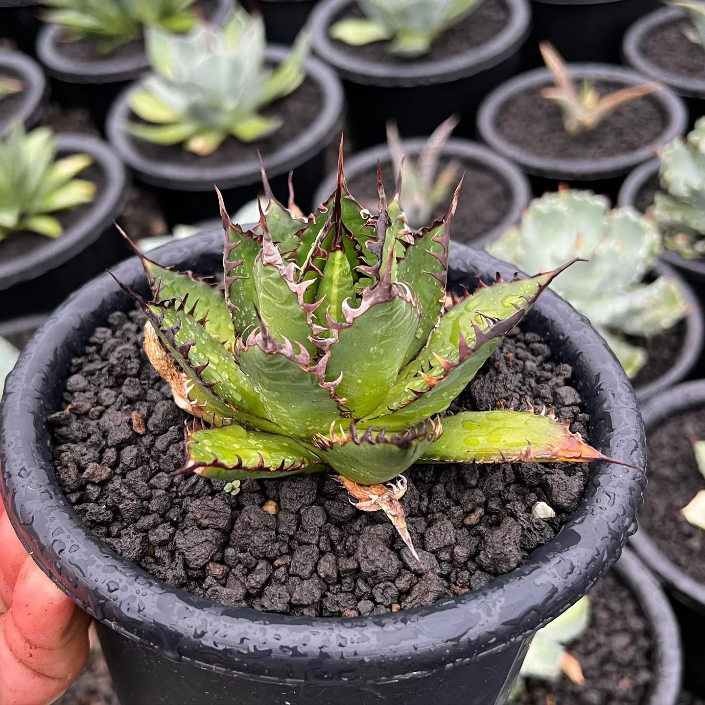 写真1枚目　ホリダの良いやつ