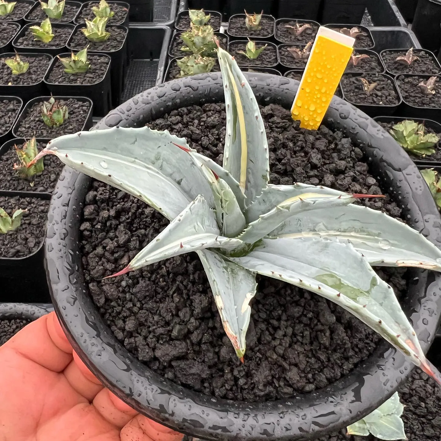 写真1枚目　ホリダの良いやつ