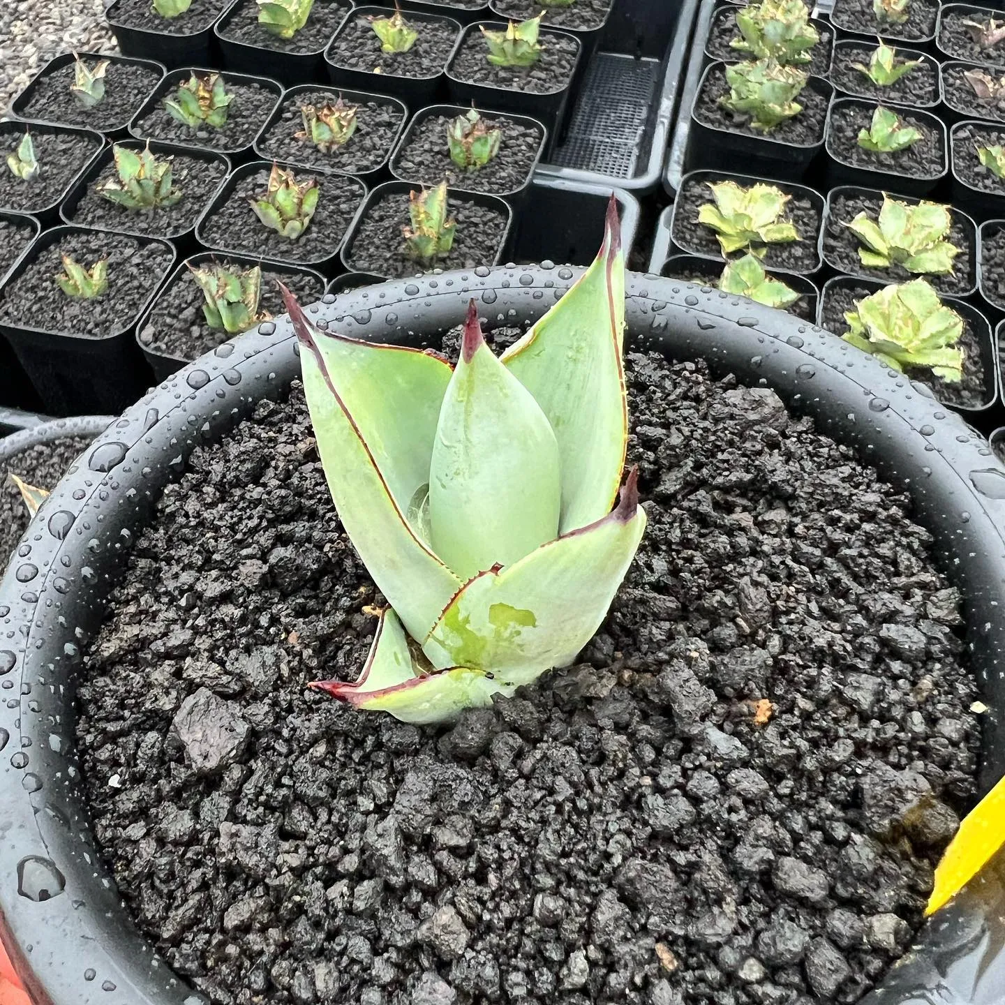 写真1枚目　ホリダの良いやつ