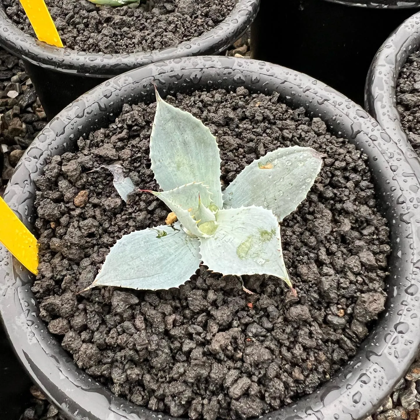 写真1枚目　ホリダの良いやつ