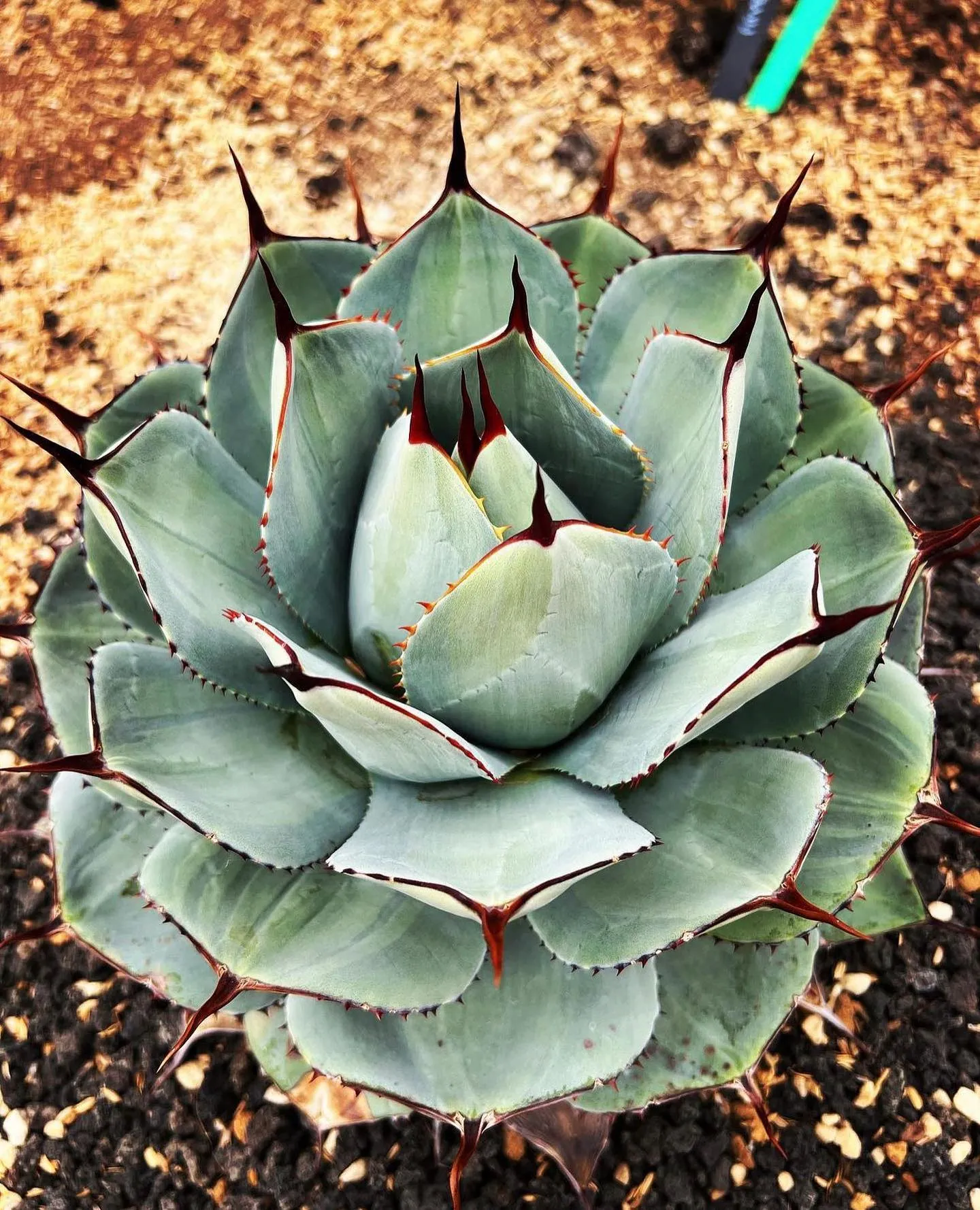 お問い合わせの多いこちらの子株も一株のみですが店頭に出します...