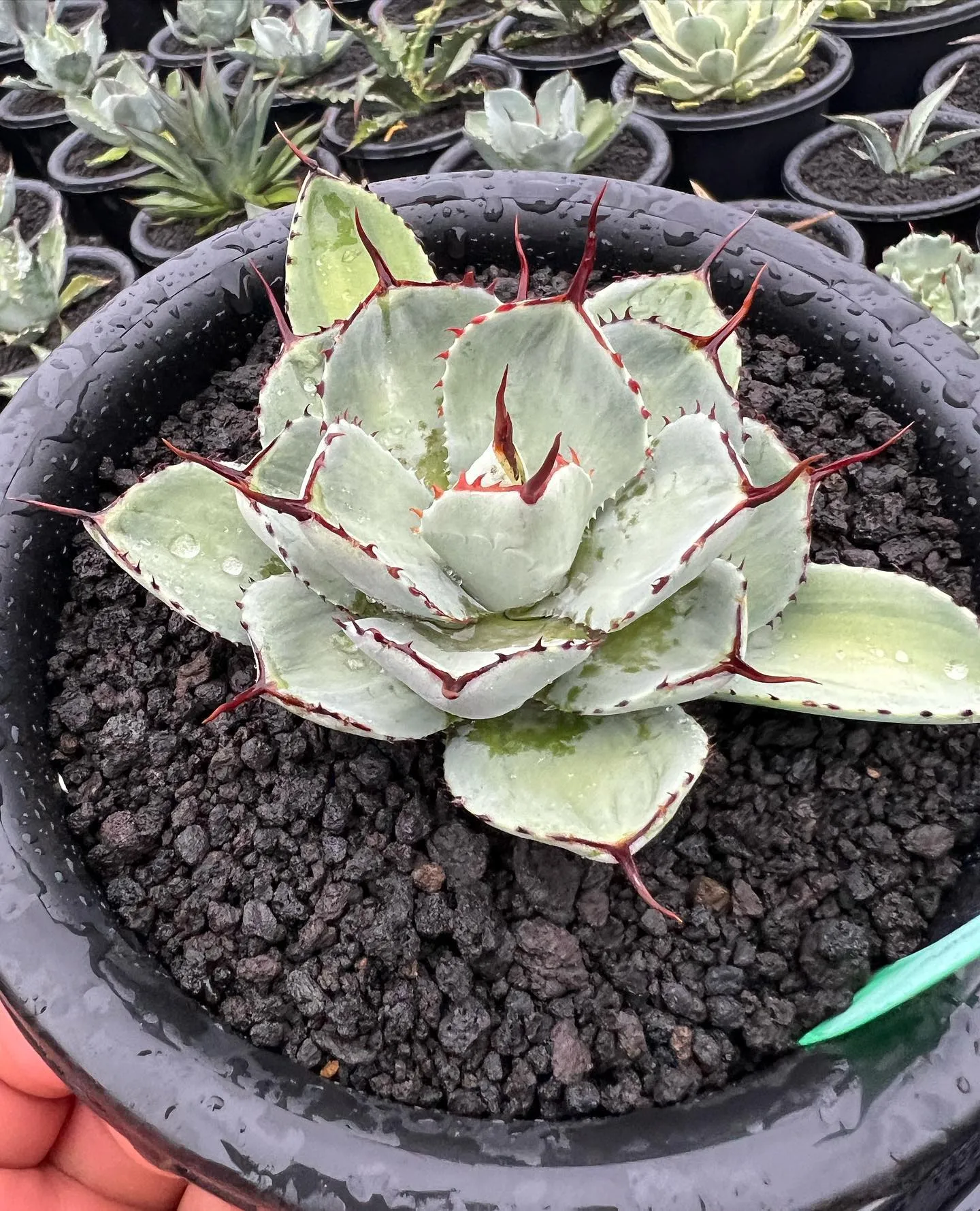 お問い合わせの多いこちらの子株も一株のみですが店頭に出します...