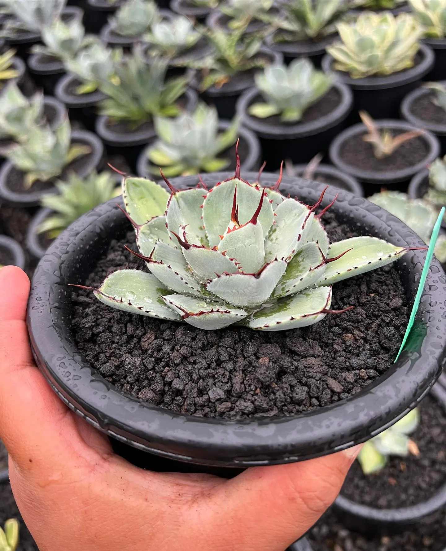 お問い合わせの多いこちらの子株も一株のみですが店頭に出します...