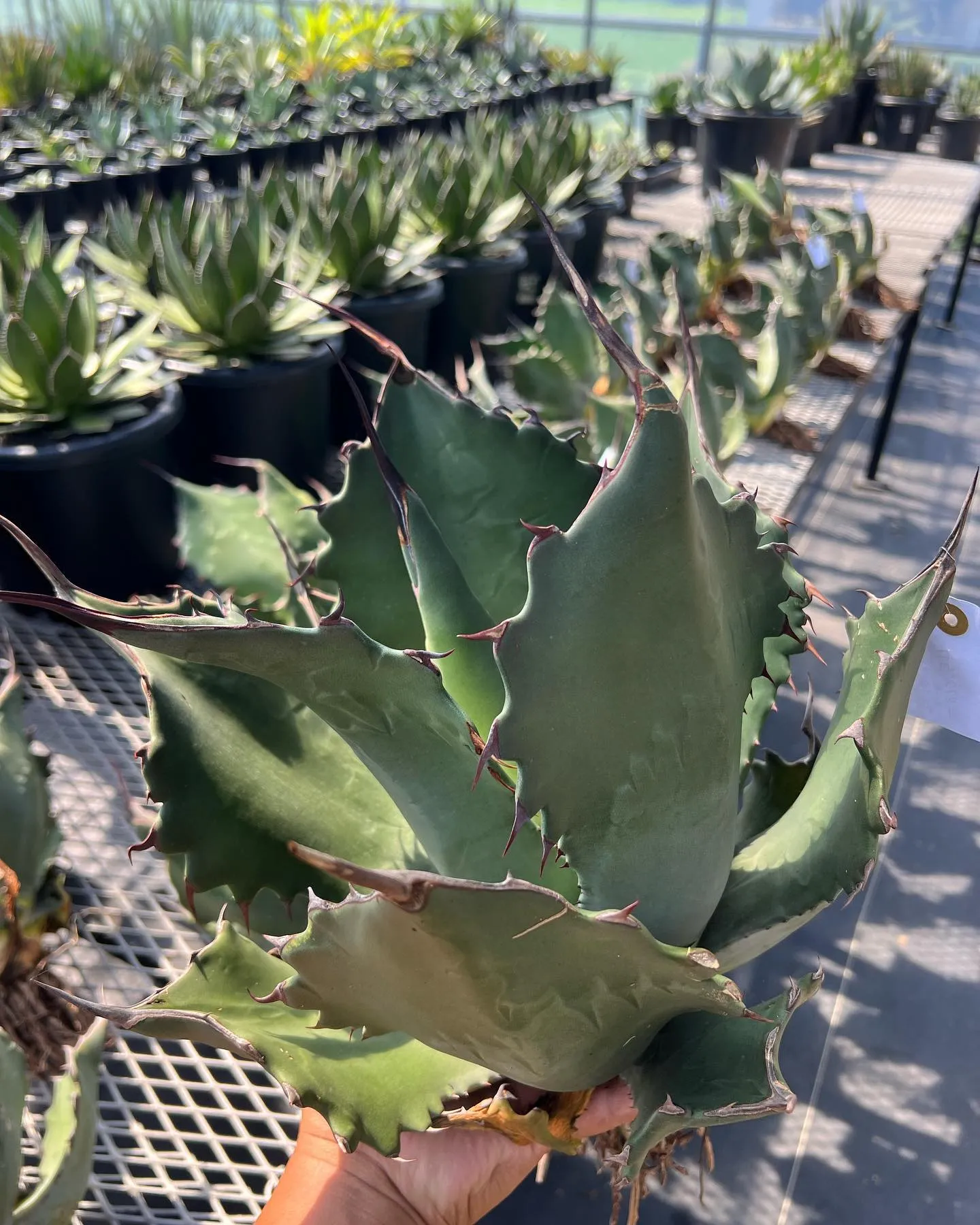 本日も営業しております。