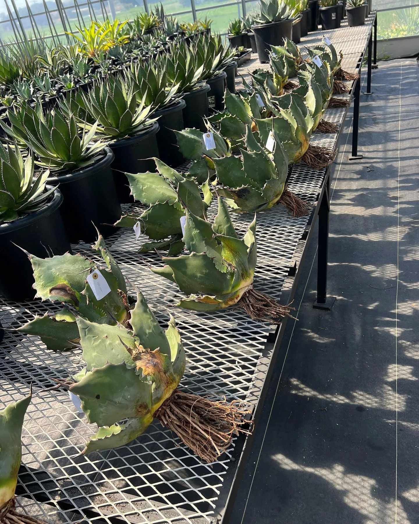 本日も営業しております。