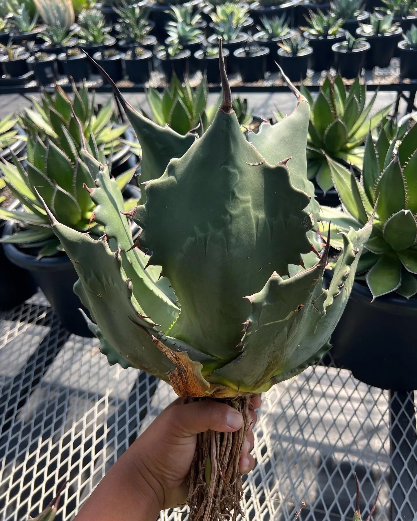 本日も営業しております。