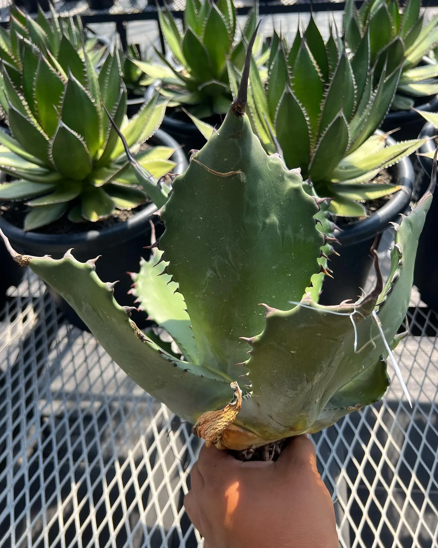 本日も営業しております。