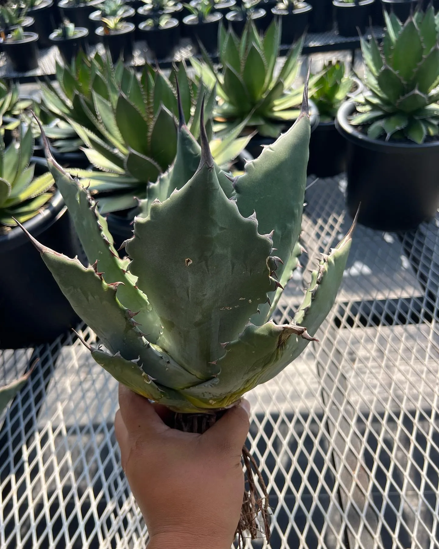 本日も営業しております。