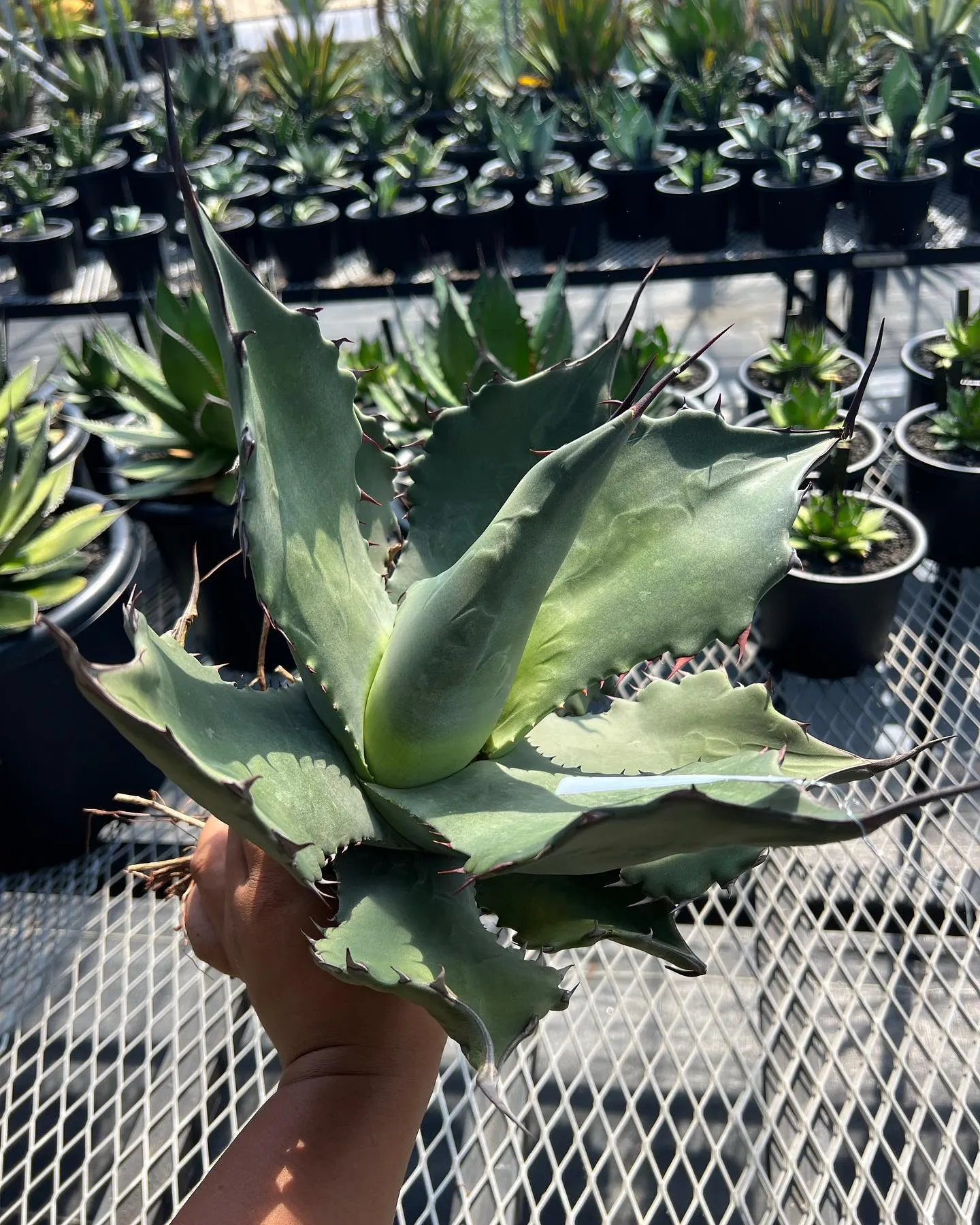 本日も営業しております。