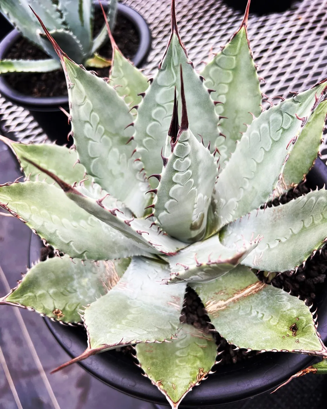 本日は全国的にも猛暑日のため、ハウス内40度超えるかと思いま...