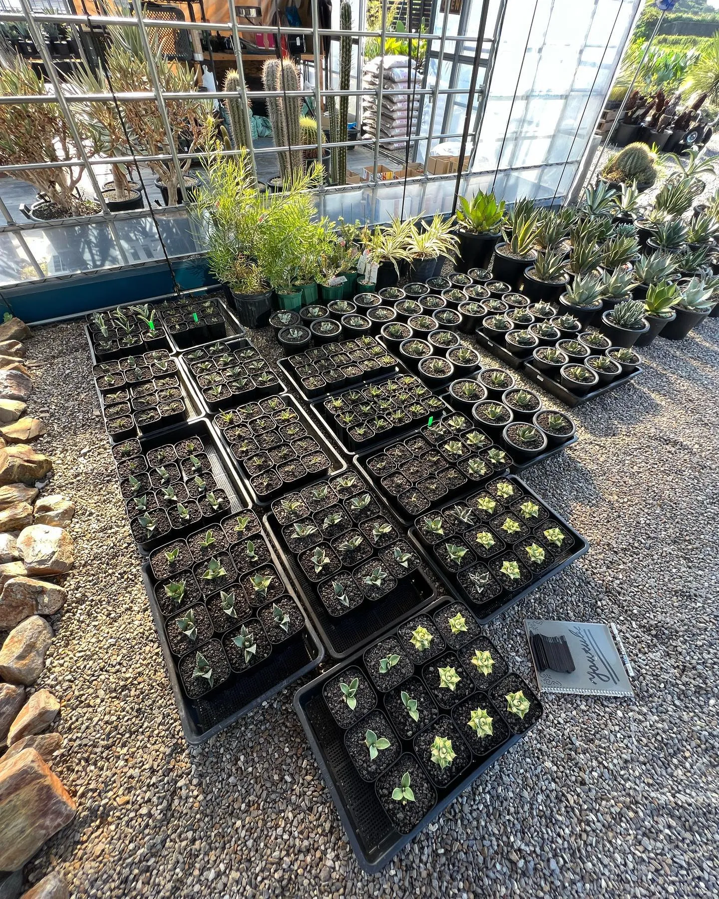 今週は中国便をメインに色々と入荷しております。