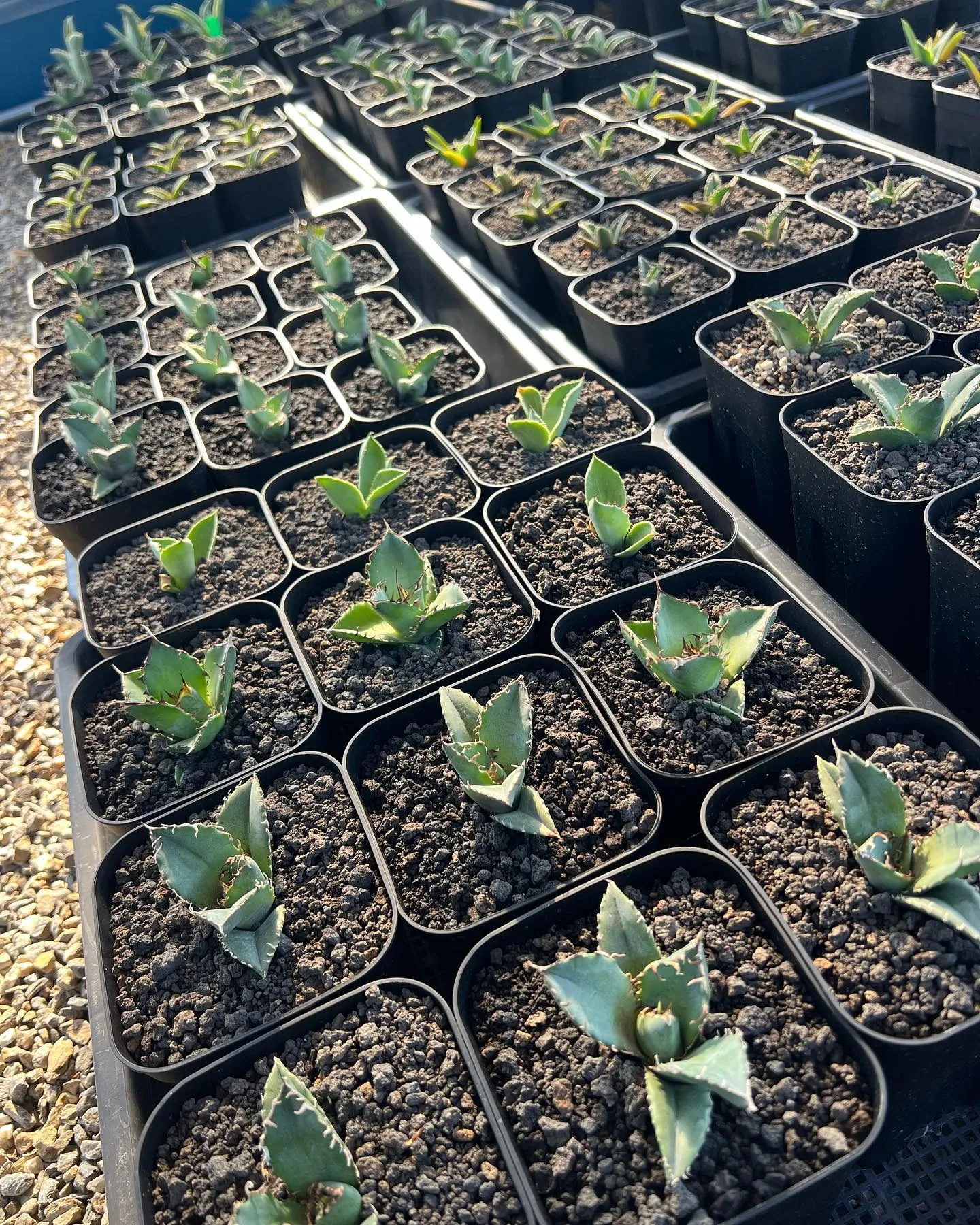 今週は中国便をメインに色々と入荷しております。