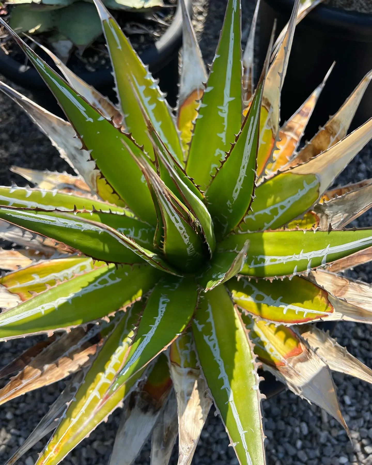 今週は中国便をメインに色々と入荷しております。