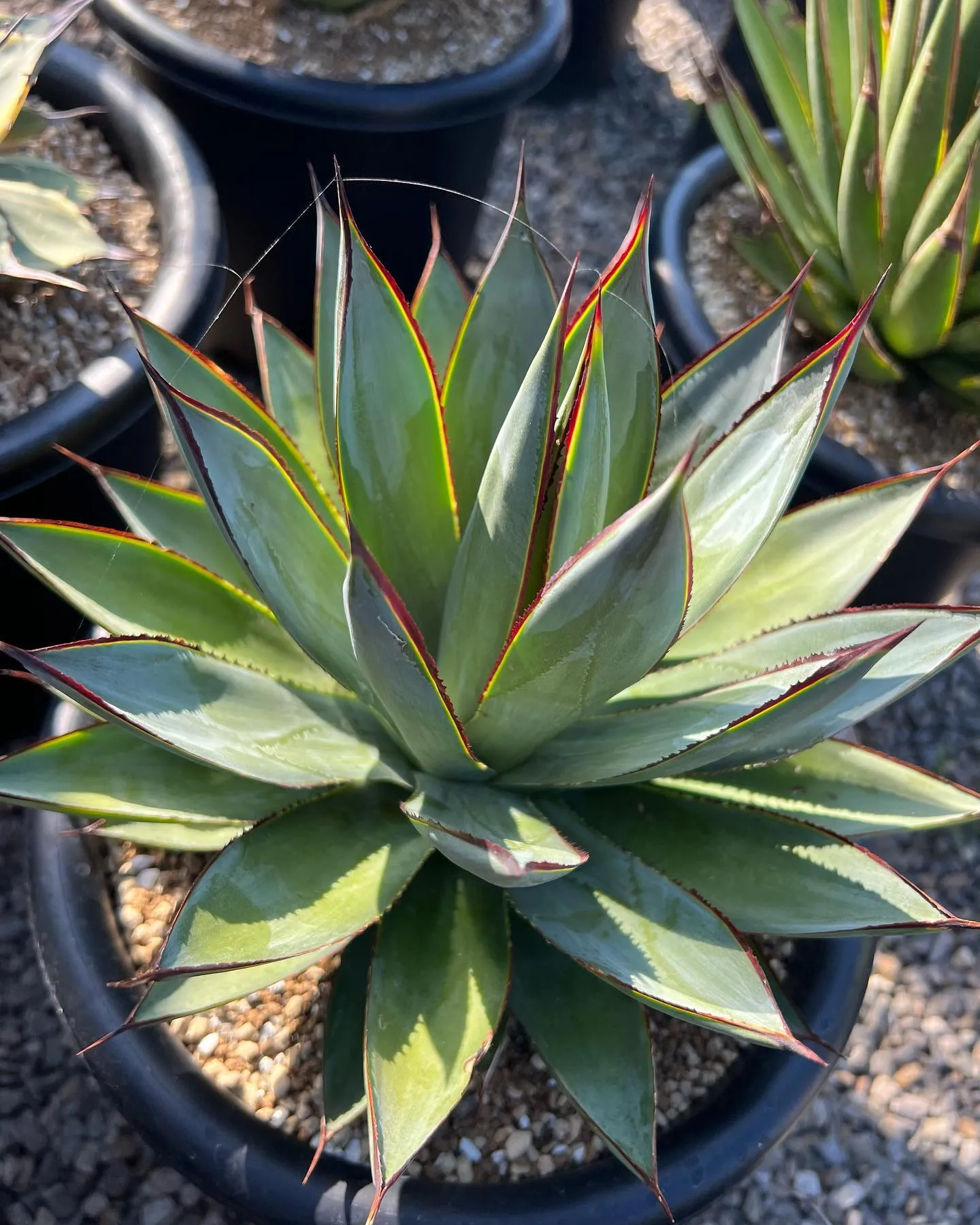 今週は中国便をメインに色々と入荷しております。