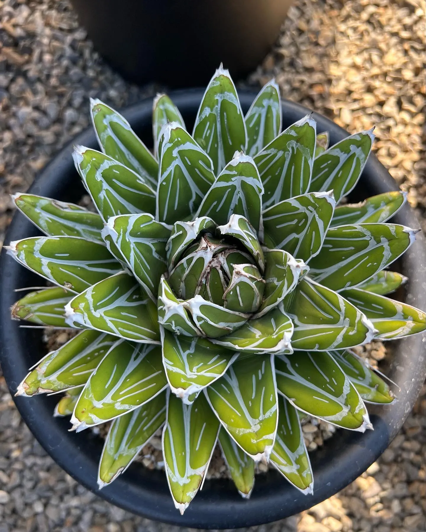 今週は中国便をメインに色々と入荷しております。