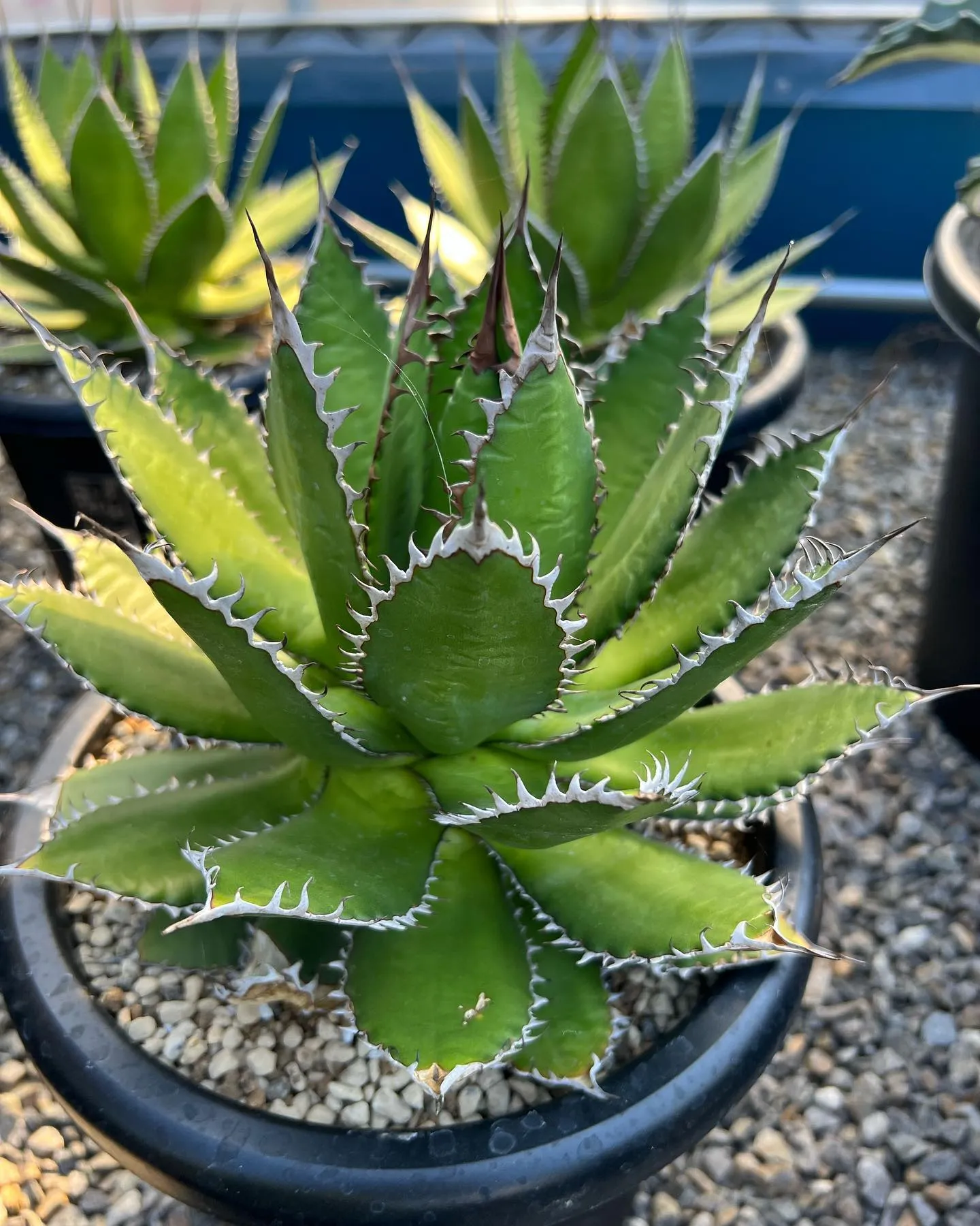 今週は中国便をメインに色々と入荷しております。