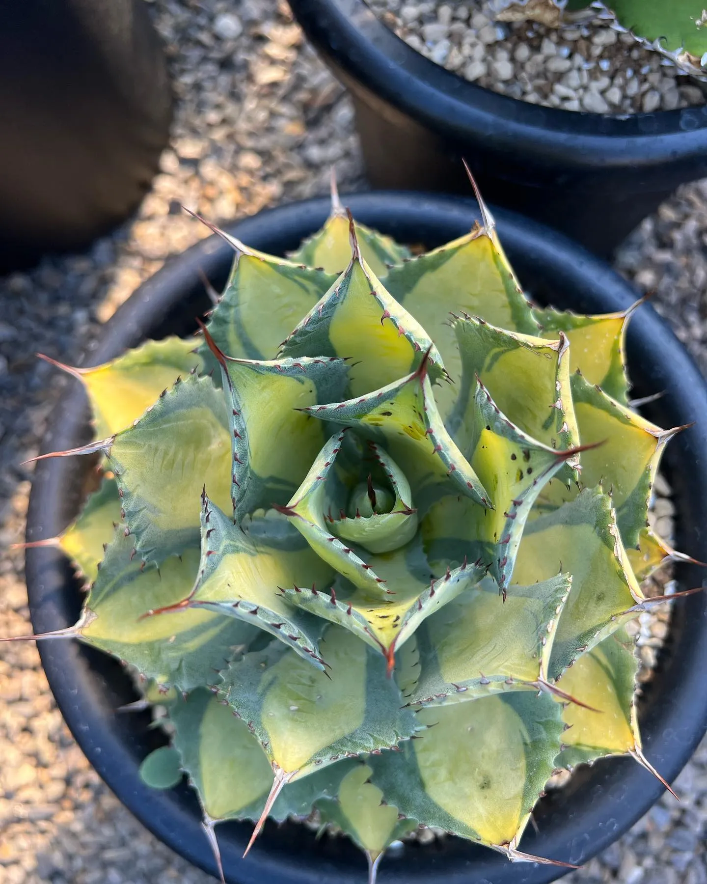 今週は中国便をメインに色々と入荷しております。