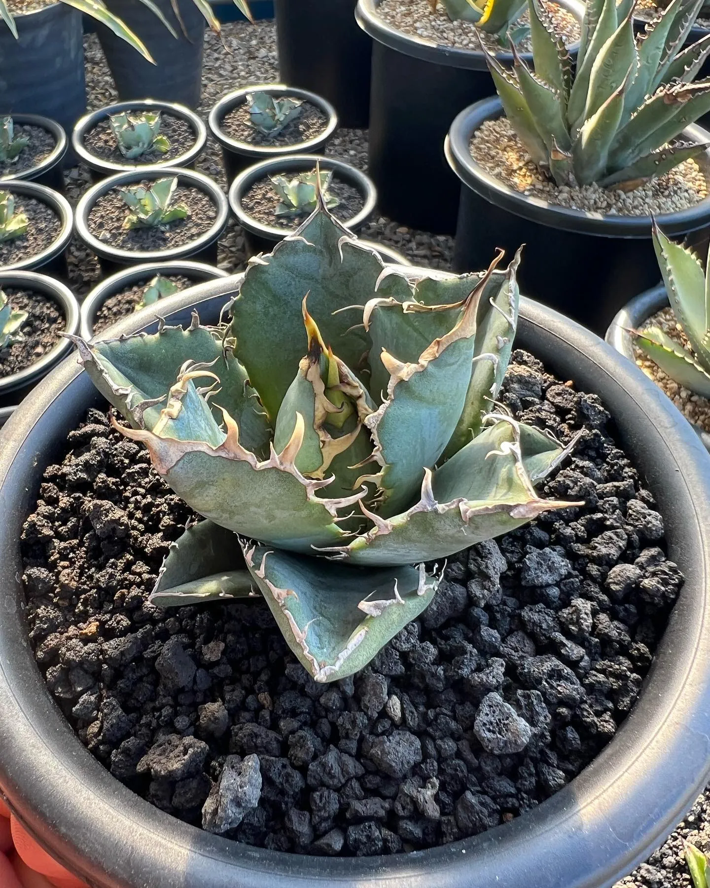 今週は中国便をメインに色々と入荷しております。