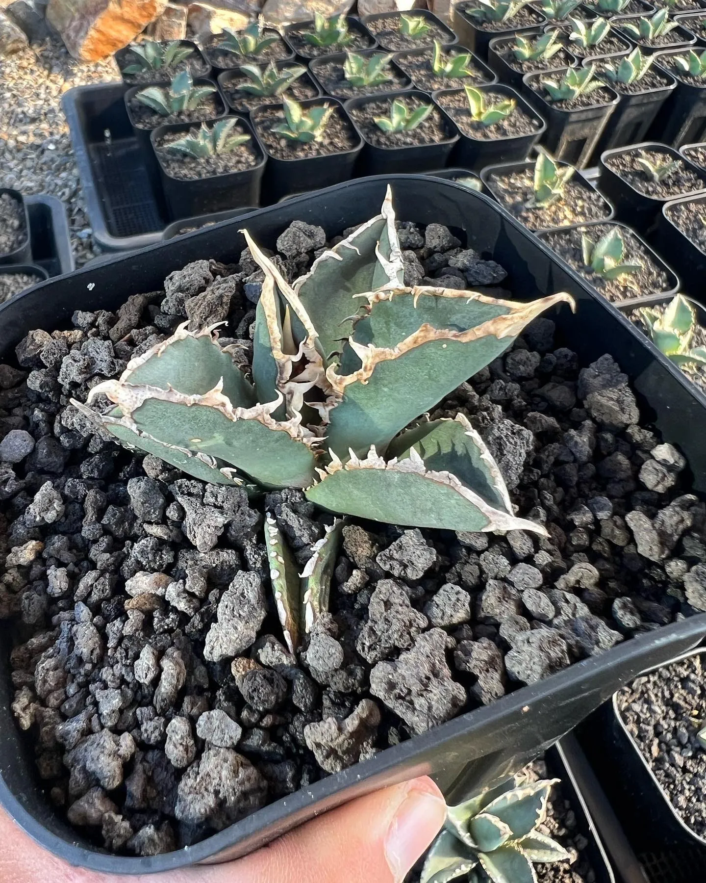 今週は中国便をメインに色々と入荷しております。