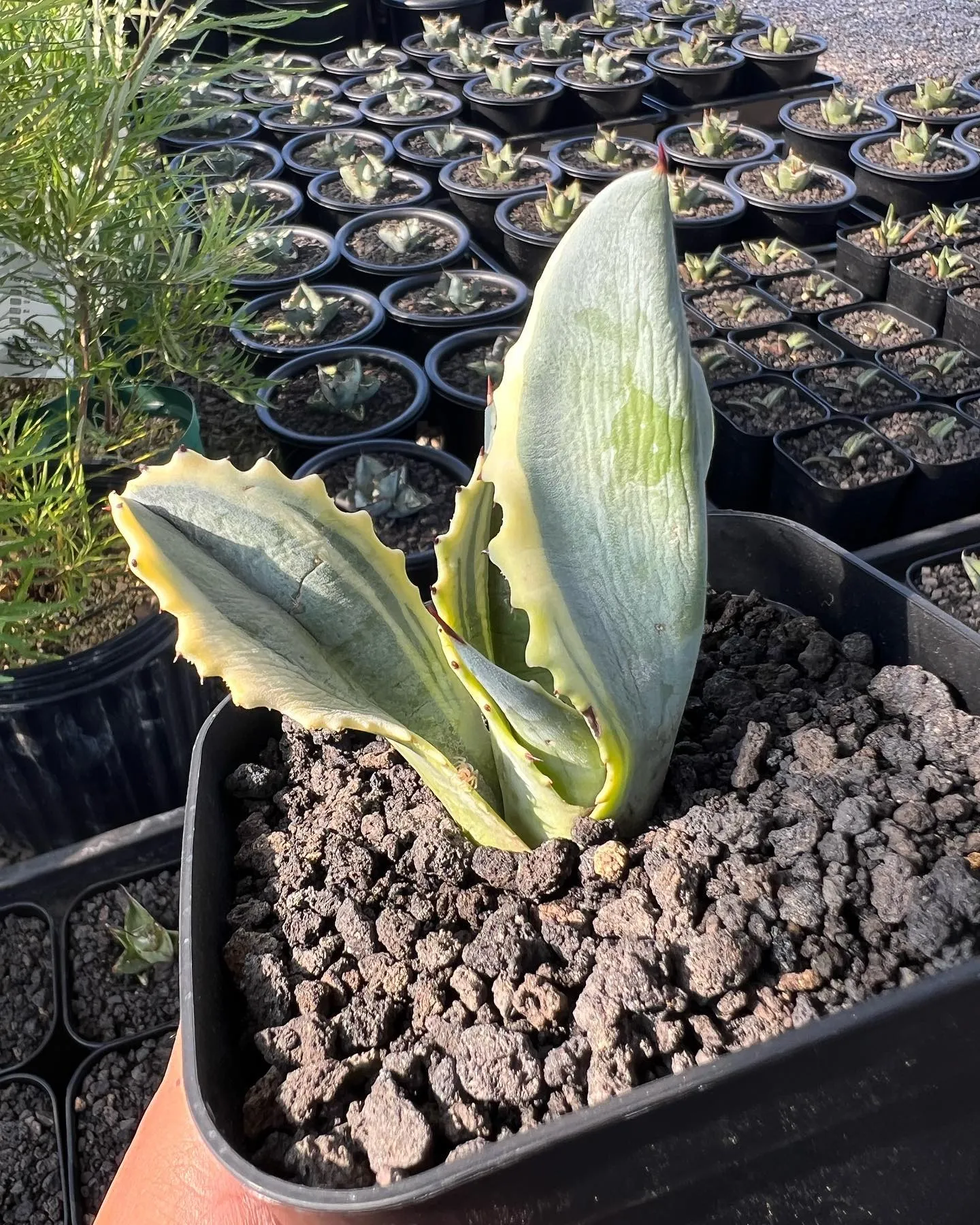 今週も先週に引き続き、お問い合わせの多いライムストリークにリ...