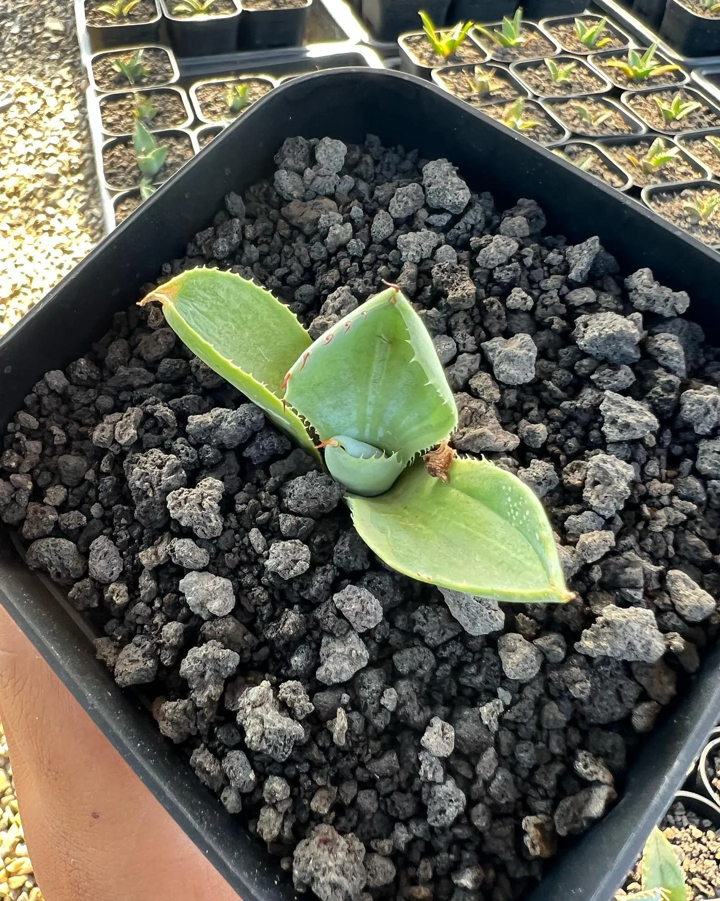 今週も先週に引き続き、お問い合わせの多いライムストリークにリ...